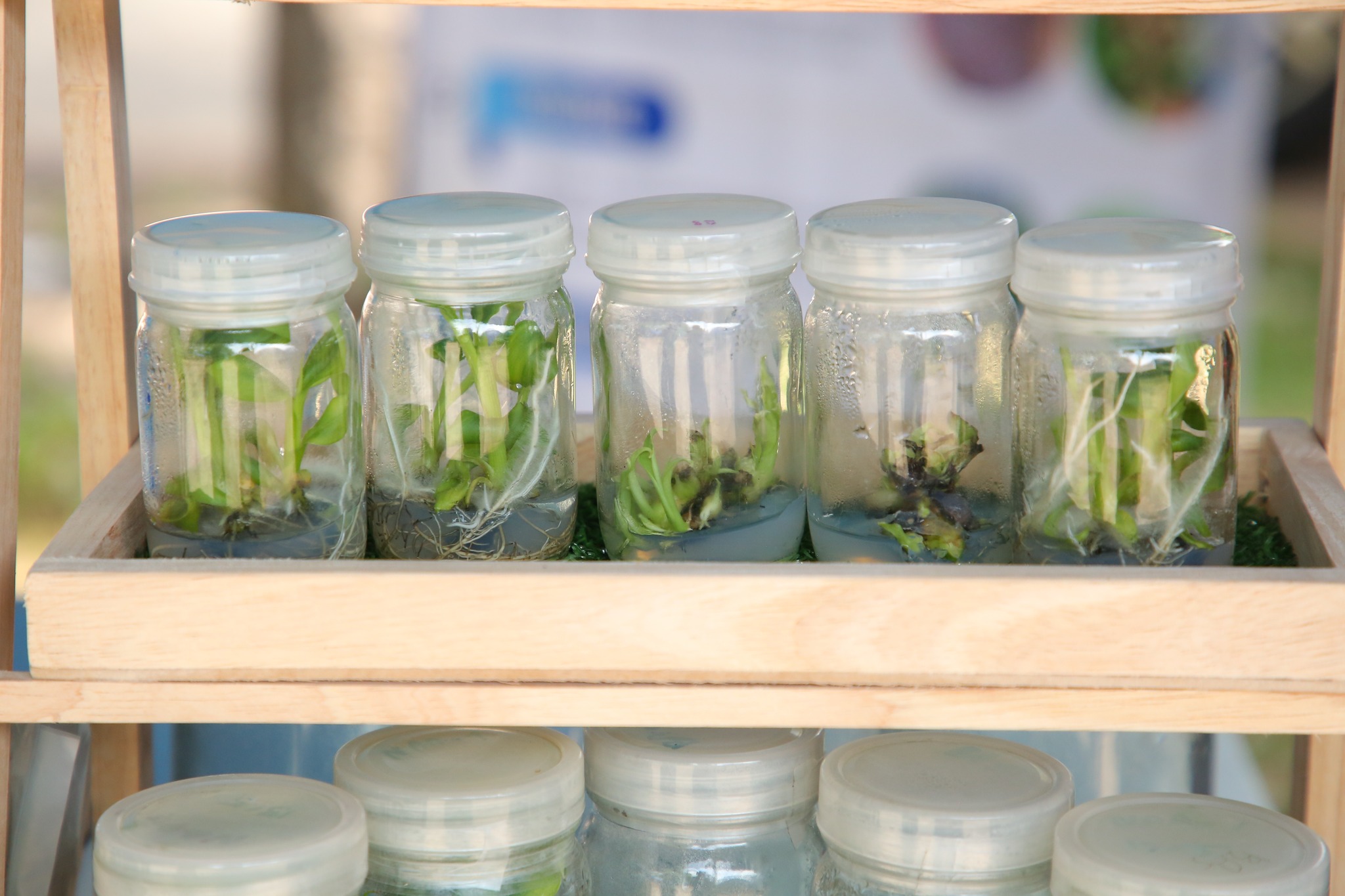 กระทรวงเกษตรฯ จัดใหญ่ Field Day กล้วยหอมทองอุบลฯ เตรียมความพร้อมเกษตรกร 4 จังหวัดอีสานใต้ สู่ฤดูกาลผลิตใหม่ 9 505797756