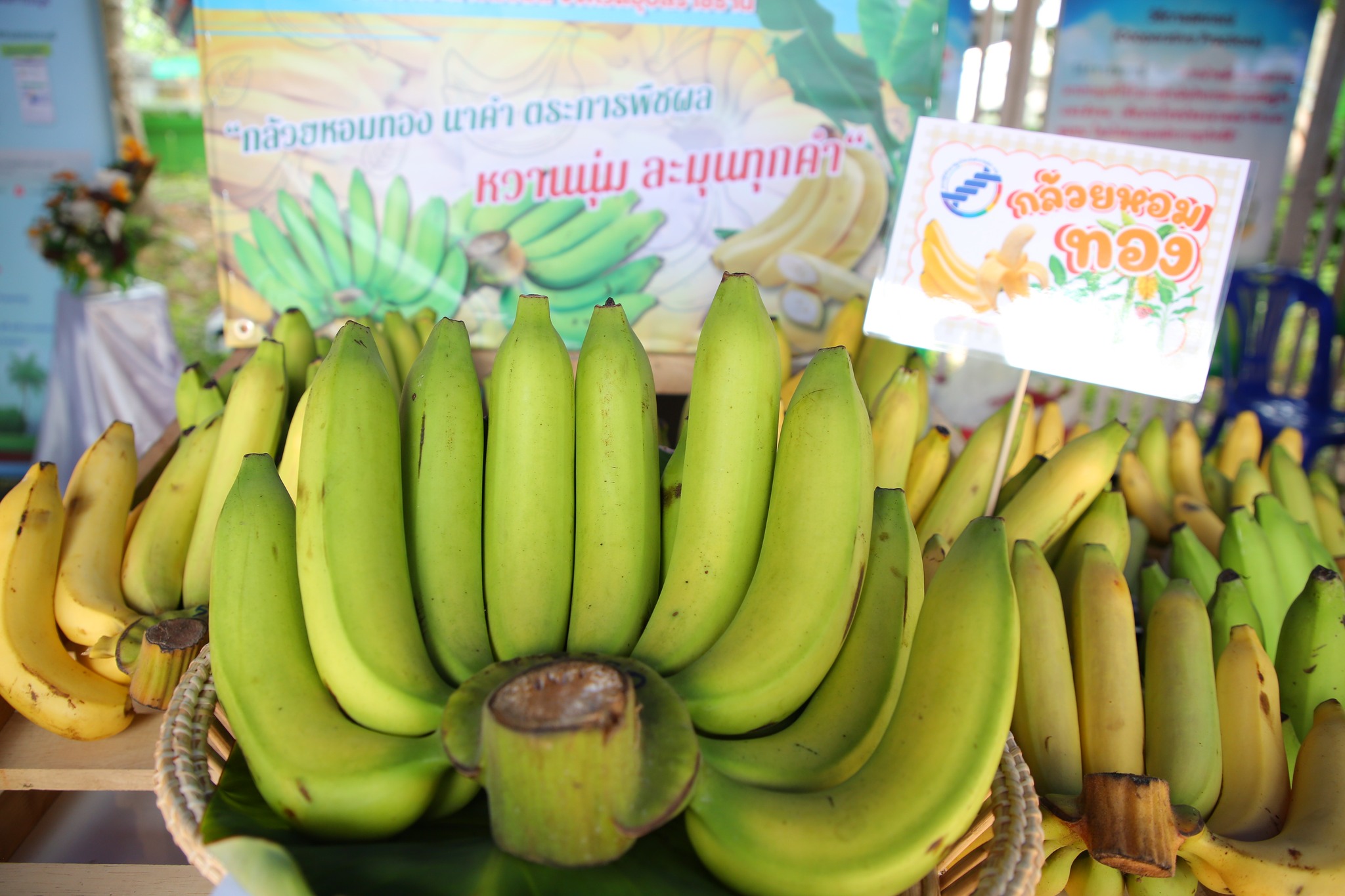 กระทรวงเกษตรฯ จัดใหญ่ Field Day กล้วยหอมทองอุบลฯ เตรียมความพร้อมเกษตรกร 4 จังหวัดอีสานใต้ สู่ฤดูกาลผลิตใหม่ 8 505810836 1083424917226806 4221955396848525805 n