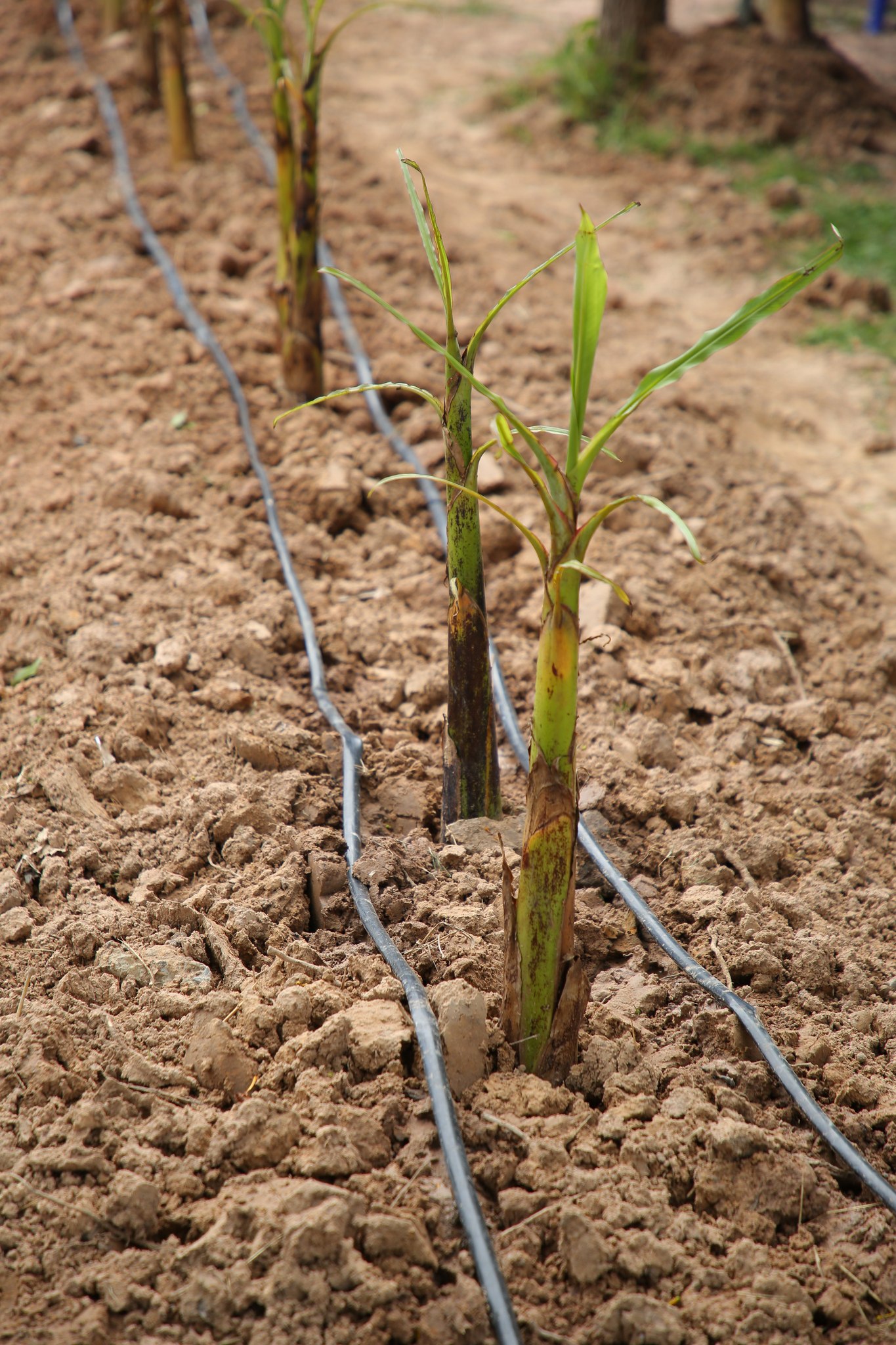 กระทรวงเกษตรฯ จัดใหญ่ Field Day กล้วยหอมทองอุบลฯ เตรียมความพร้อมเกษตรกร 4 จังหวัดอีสานใต้ สู่ฤดูกาลผลิตใหม่ 13 505894843 1083422763893688 8671737503662244970 n