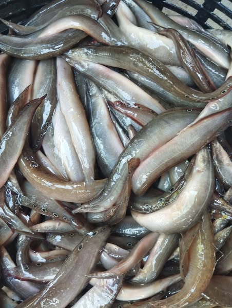 512679602 23928175850206075 6716256648850763940 n