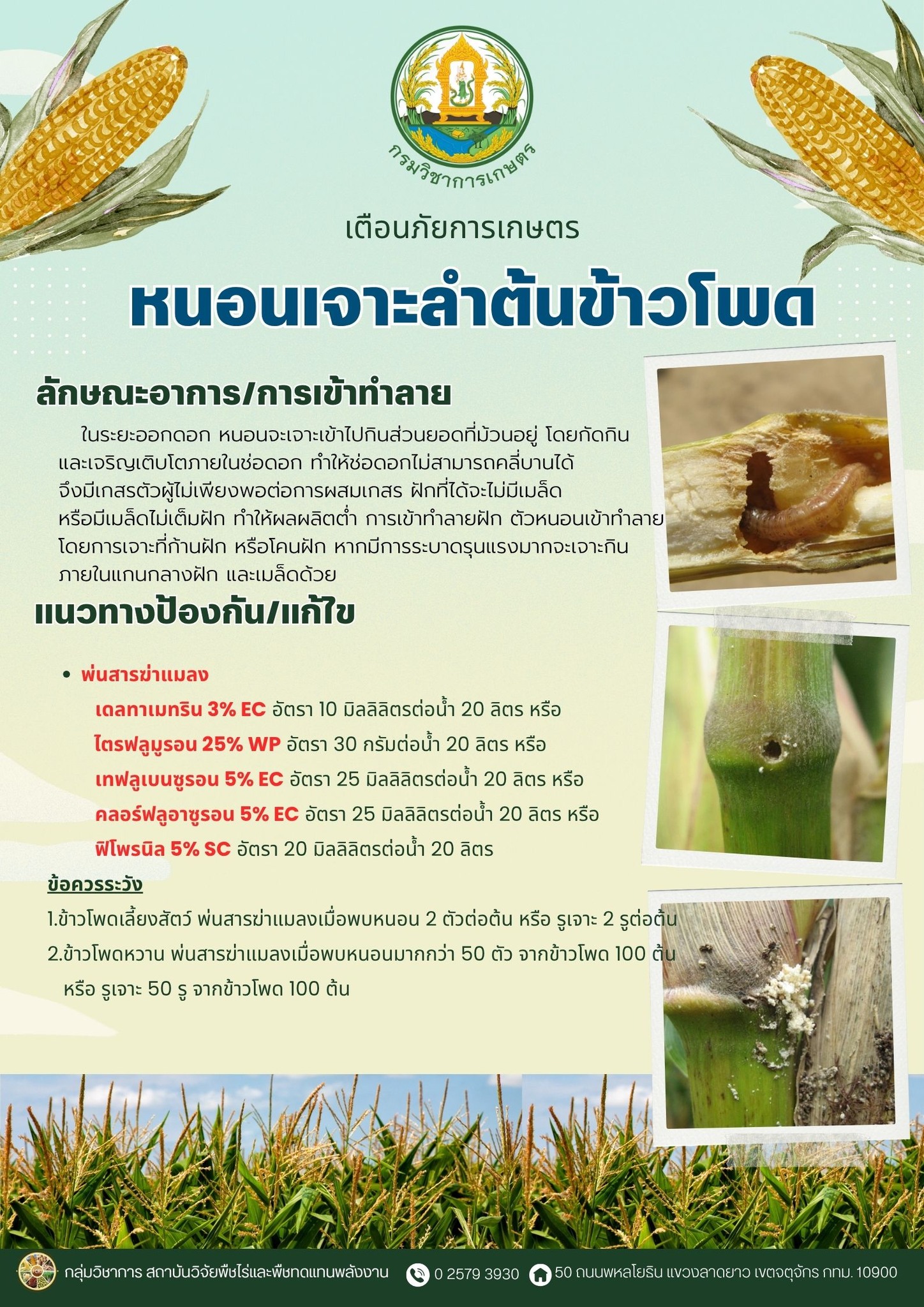 เตือนภัย เกษตรกรผู้ปลูกข้าวโพดหวานและข้าวโพดเลี้ยงสัตว์ในระยะออกดอก – ติดฝัก ให้ระวังการเข้าทำลายของแมลงศัตรูพืช 5 512959919 1109428504567238 693540245901177255 n