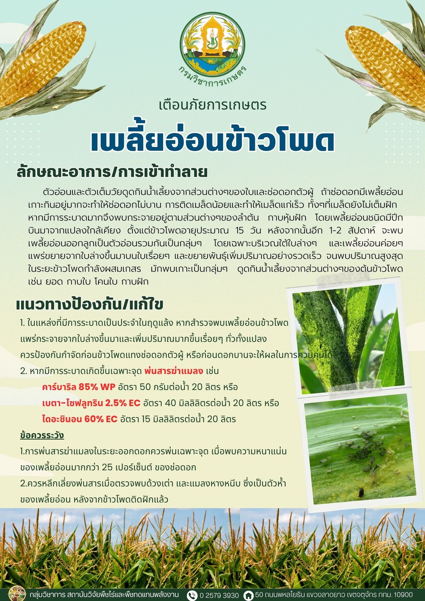 เตือนภัย เกษตรกรผู้ปลูกข้าวโพดหวานและข้าวโพดเลี้ยงสัตว์ในระยะออกดอก – ติดฝัก ให้ระวังการเข้าทำลายของแมลงศัตรูพืช 3 513760586 1109428404567248 2431182213952129889 n