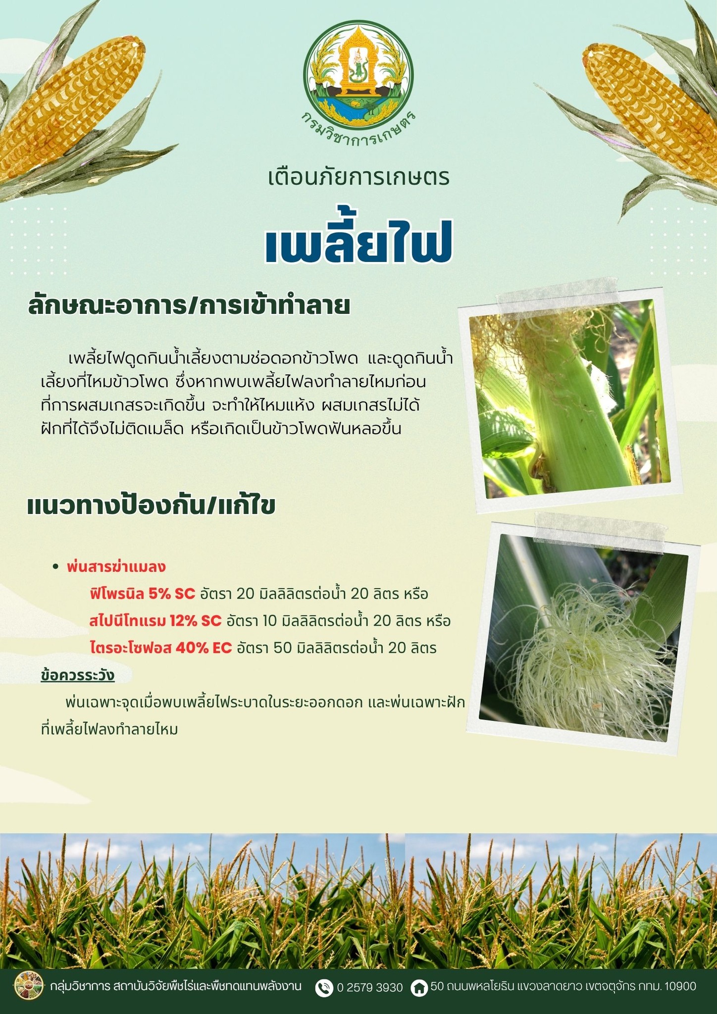 เตือนภัย เกษตรกรผู้ปลูกข้าวโพดหวานและข้าวโพดเลี้ยงสัตว์ในระยะออกดอก – ติดฝัก ให้ระวังการเข้าทำลายของแมลงศัตรูพืช 4 514252005 1109428421233913 1212223118768596015 n