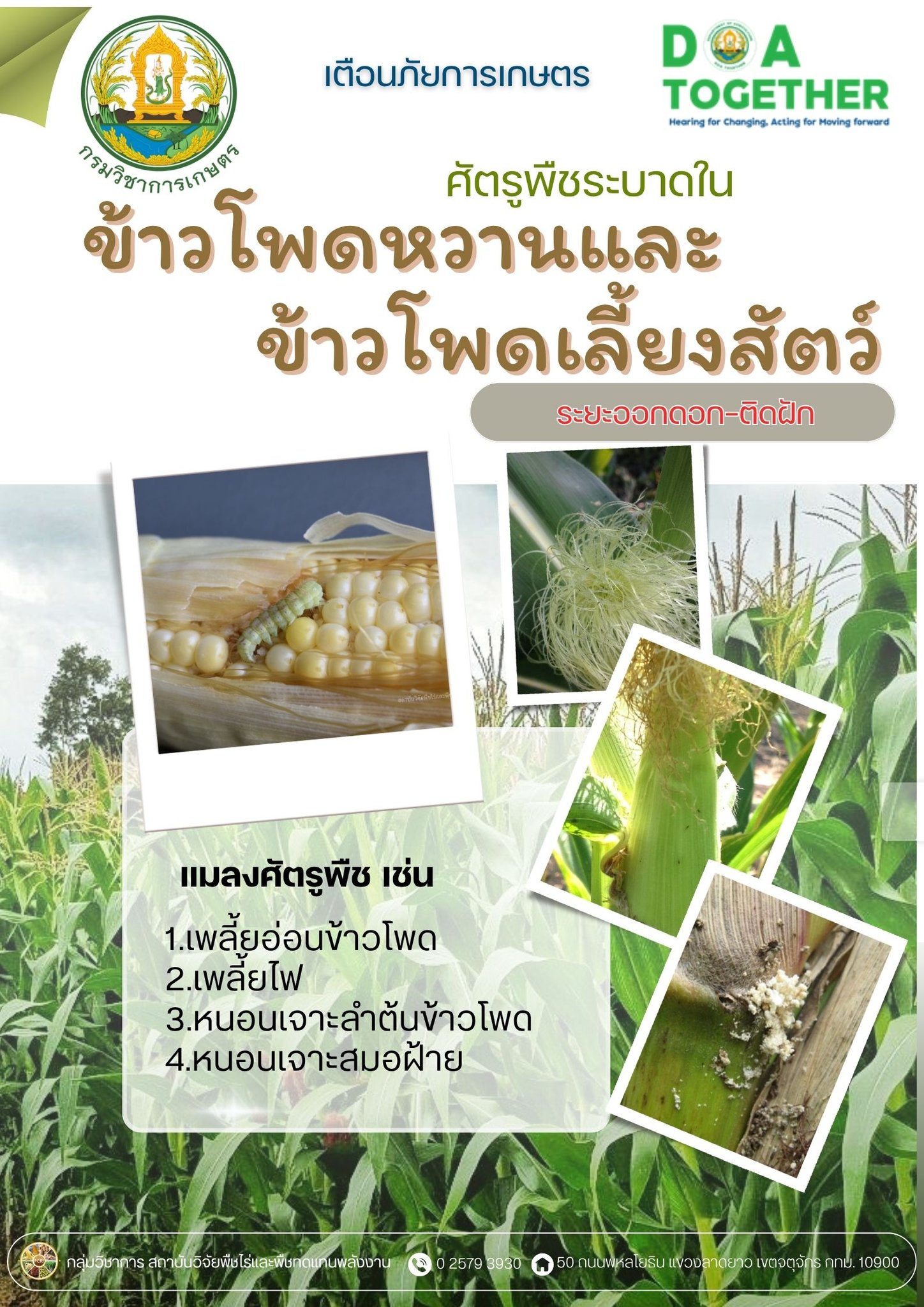 เตือนภัย เกษตรกรผู้ปลูกข้าวโพดหวานและข้าวโพดเลี้ยงสัตว์ในระยะออกดอก – ติดฝัก ให้ระวังการเข้าทำลายของแมลงศัตรูพืช 2 514258146 1109428407900581 3620821662436771947 n