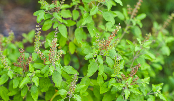 รู้จัก 60102512 0 20200727 132146