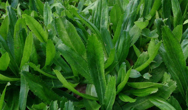 ปลูก 60102512 0 20200830 102401