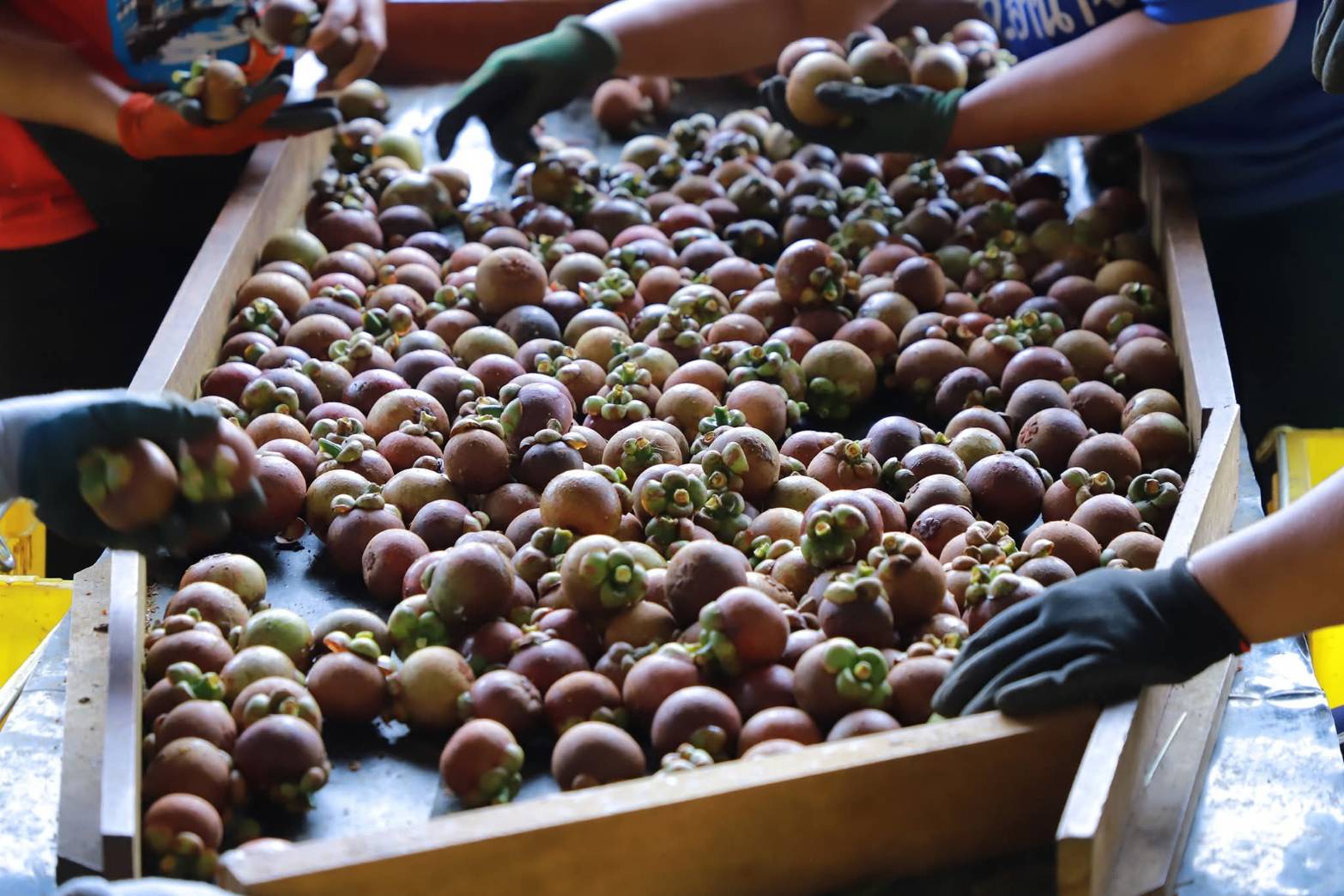 กรมส่งเสริมการเกษตร เดินหน้า 8 มาตรการเข้ม ส่งเสริมไม้ผลคุณภาพ ภาคเหนือและภาคใต้ ปีการผลิต 2568/69 6 673338