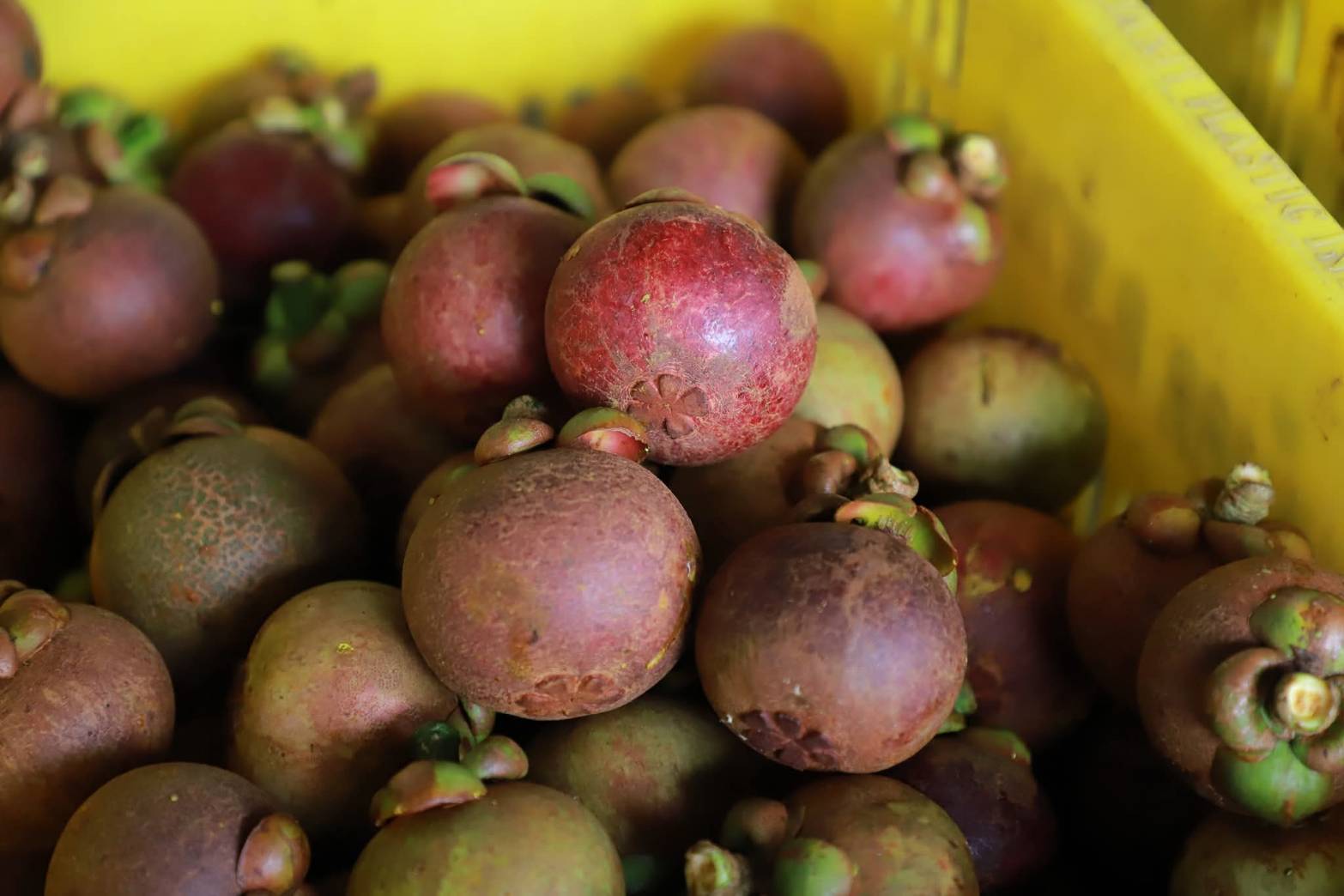 กรมส่งเสริมการเกษตร เดินหน้า 8 มาตรการเข้ม ส่งเสริมไม้ผลคุณภาพ ภาคเหนือและภาคใต้ ปีการผลิต 2568/69 4 673339