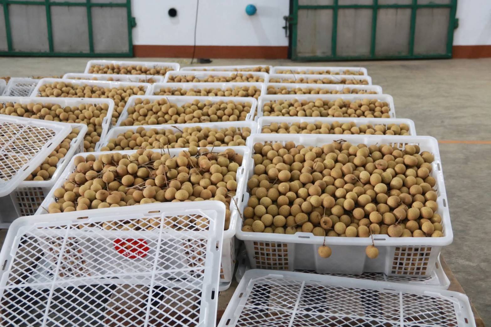 กรมส่งเสริมการเกษตร เดินหน้า 8 มาตรการเข้ม ส่งเสริมไม้ผลคุณภาพ ภาคเหนือและภาคใต้ ปีการผลิต 2568/69 8 673340