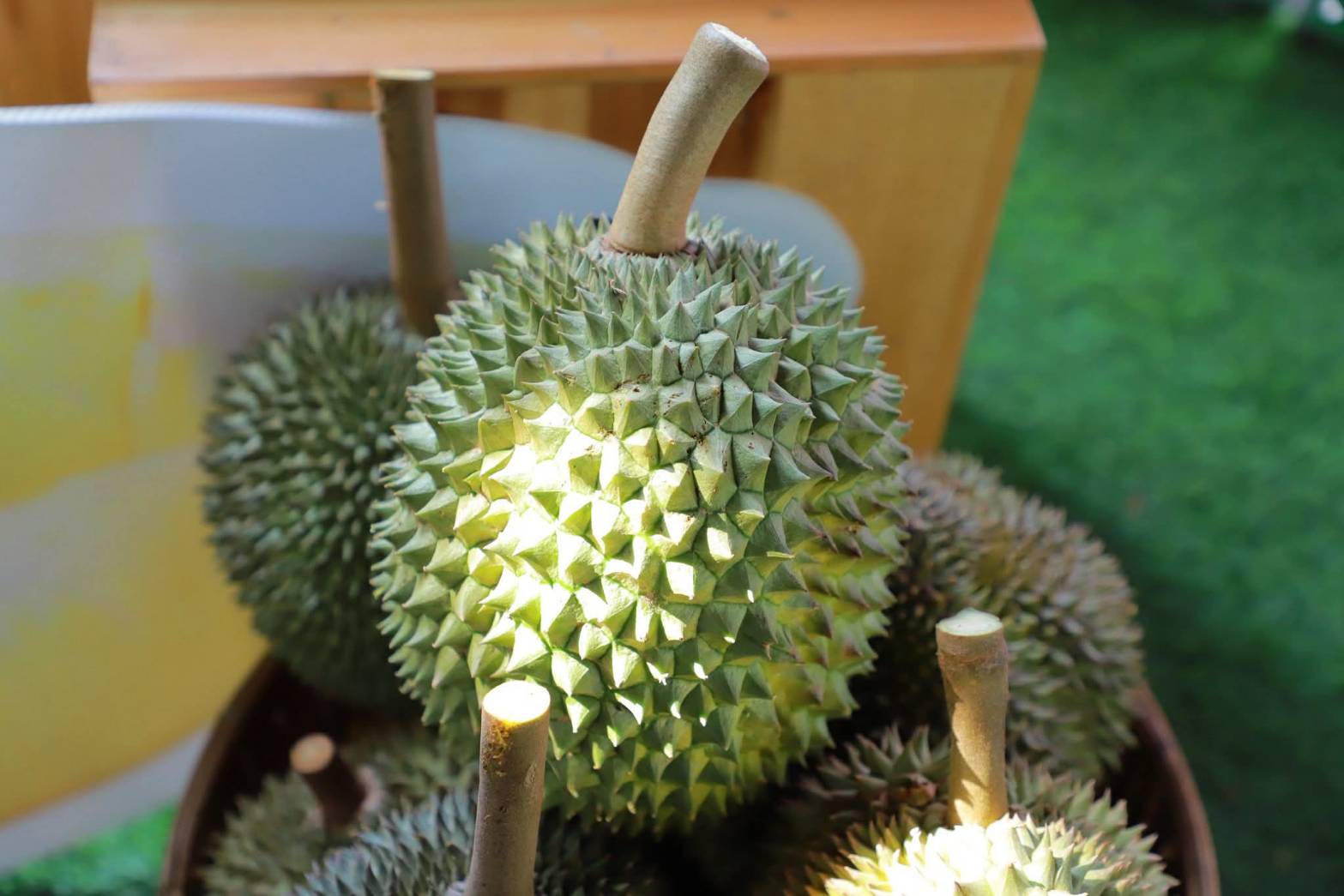 กรมส่งเสริมการเกษตร เดินหน้า 8 มาตรการเข้ม ส่งเสริมไม้ผลคุณภาพ ภาคเหนือและภาคใต้ ปีการผลิต 2568/69 7 673342