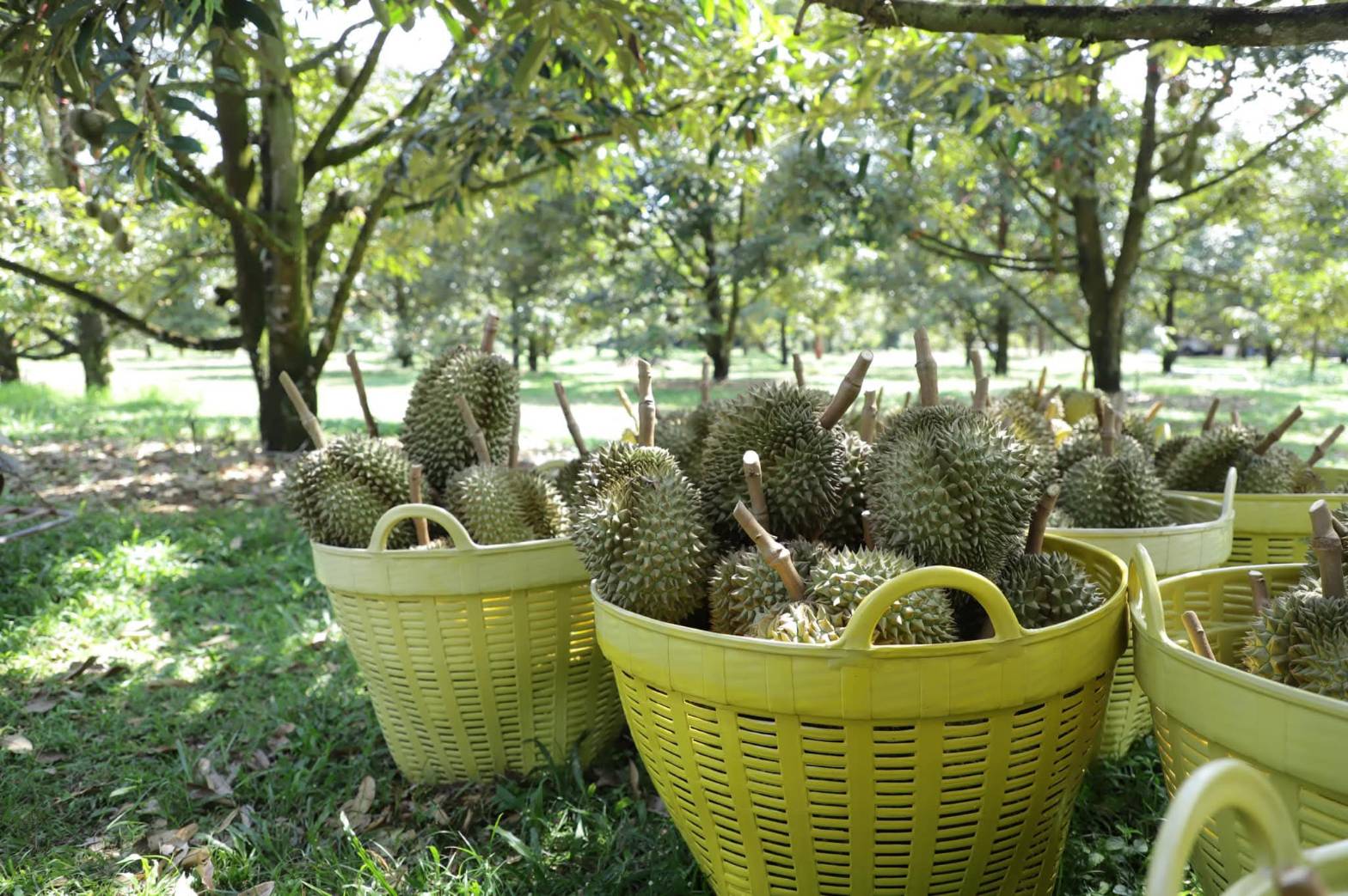 กรมส่งเสริมการเกษตร เดินหน้า 8 มาตรการเข้ม ส่งเสริมไม้ผลคุณภาพ ภาคเหนือและภาคใต้ ปีการผลิต 2568/69 9 673343