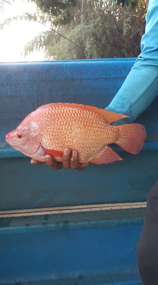 79779042 117919456359037 404615795075710976 n