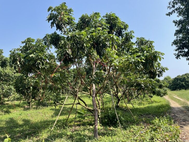 กรมส่งเสริมการเกษตร เดินหน้าเตรียมพร้อมรับมือภัยน้ำท่วมในพื้นที่เกษตรตามความเปราะบางของแต่ละพื้นที่ เสริมแผน 4 ระยะ ลดผลกระทบเกษตรกร 7 8 2