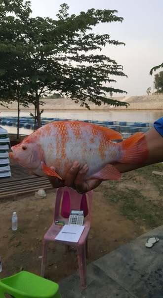 81551018 123680852449564 4126320397190692864 n