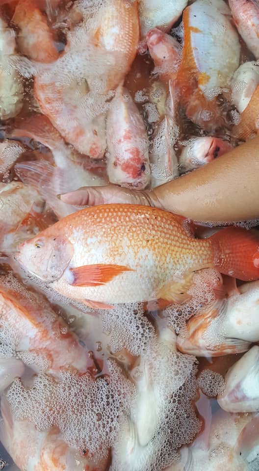 83564379 130578525093130 3822886489646170112 n