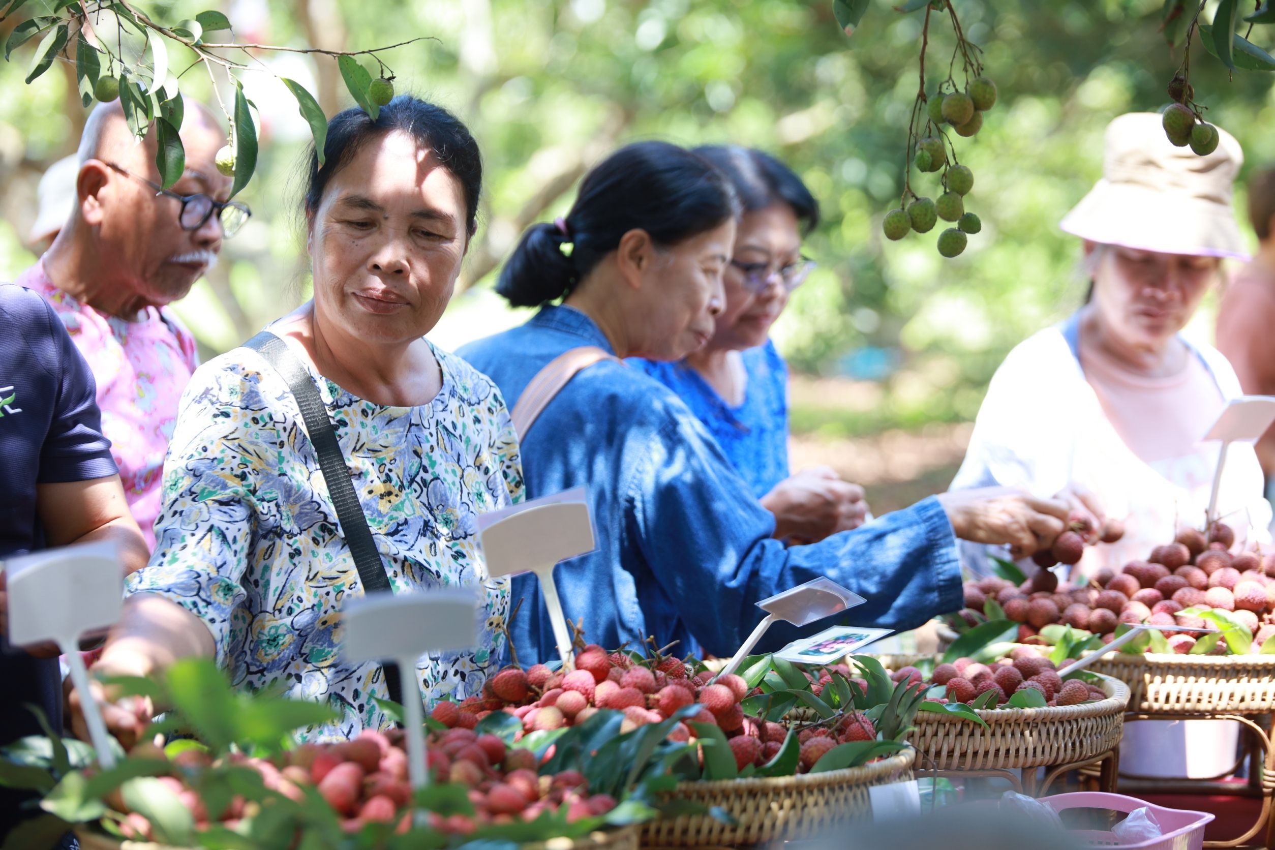 ลิ้นจี่ลูกผสมพันธุ์ดีเด่น จากงานวิจัยสู่การใช้ประโยชน์จริง มุ่งสร้างรายได้ให้เกษตรกรไทย 2 880707