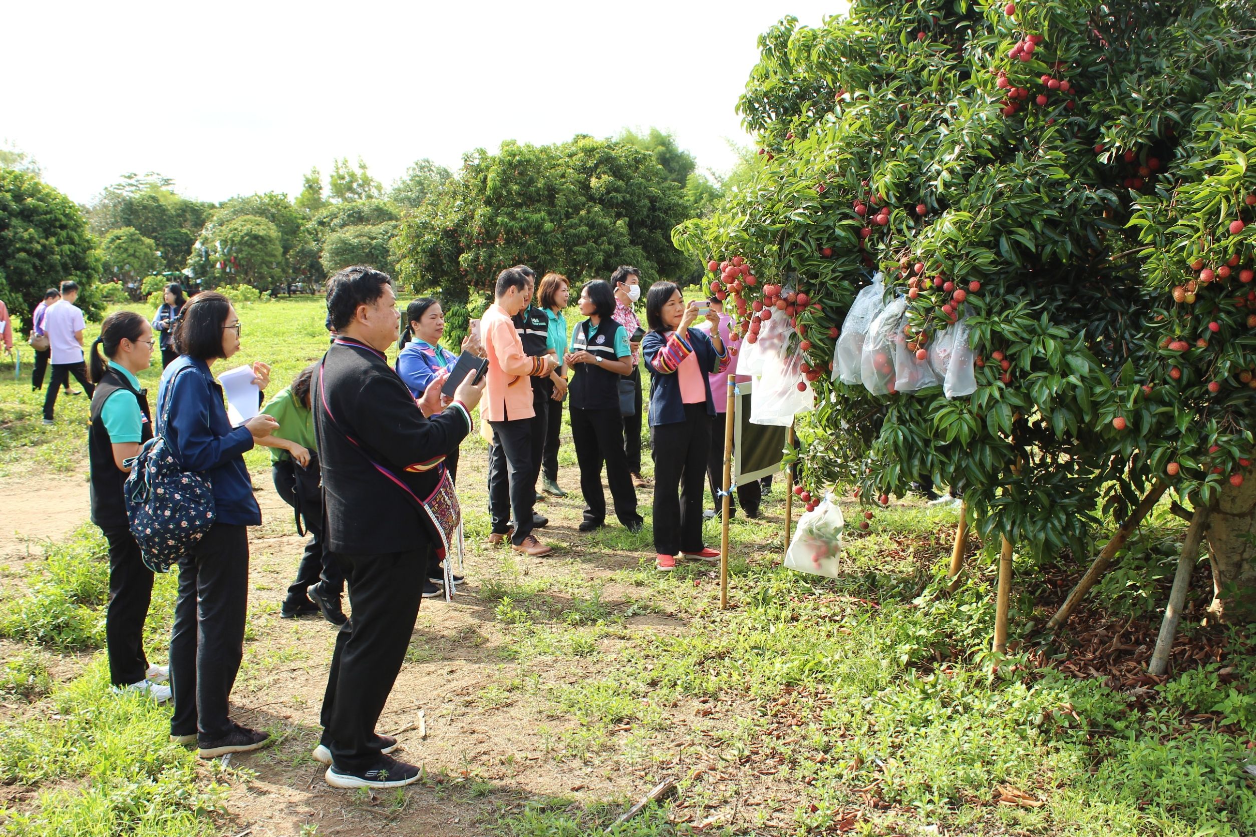 ลิ้นจี่ลูกผสมพันธุ์ดีเด่น จากงานวิจัยสู่การใช้ประโยชน์จริง มุ่งสร้างรายได้ให้เกษตรกรไทย 3 880708