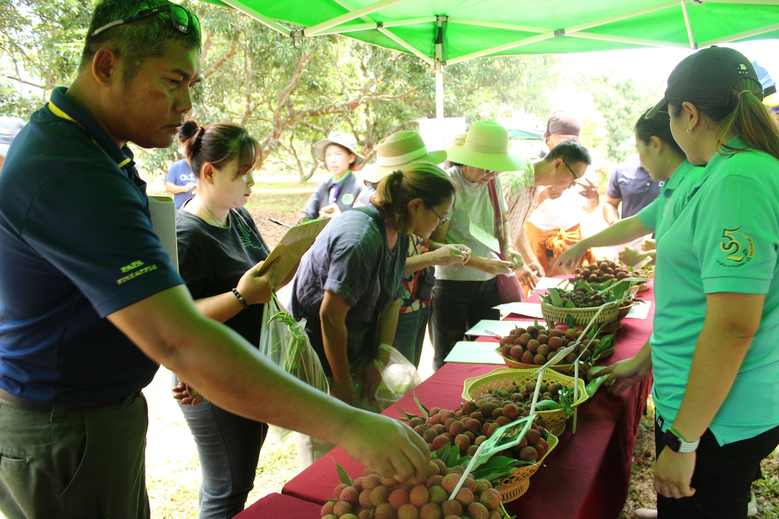 ลิ้นจี่ลูกผสมพันธุ์ดีเด่น จากงานวิจัยสู่การใช้ประโยชน์จริง มุ่งสร้างรายได้ให้เกษตรกรไทย 4 880709