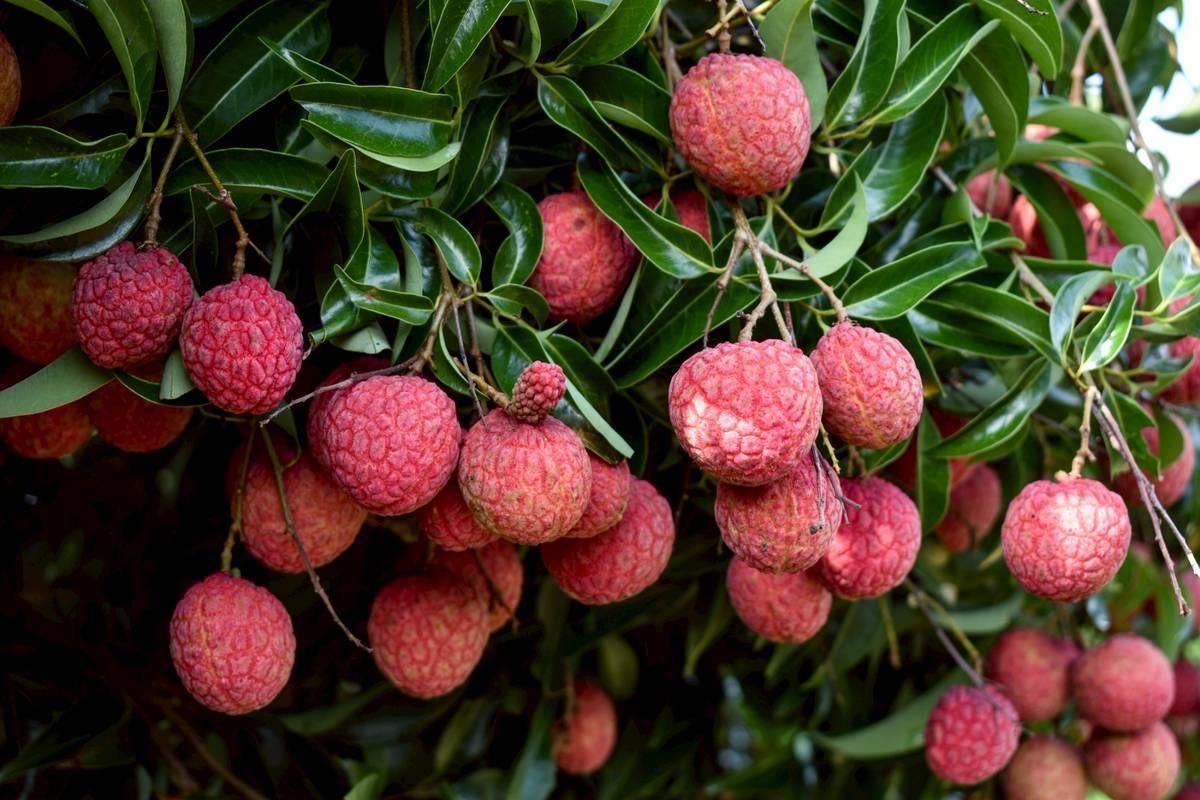 ลิ้นจี่ลูกผสมพันธุ์ดีเด่น จากงานวิจัยสู่การใช้ประโยชน์จริง มุ่งสร้างรายได้ให้เกษตรกรไทย 5 880710