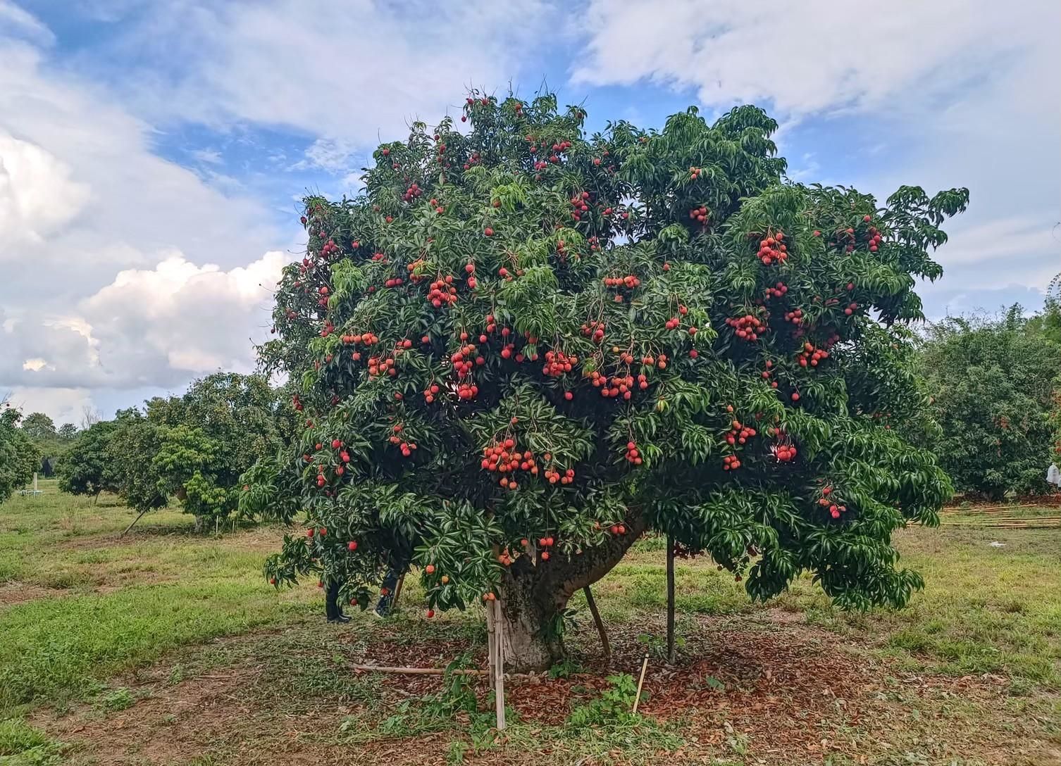 ลิ้นจี่ลูกผสมพันธุ์ดีเด่น จากงานวิจัยสู่การใช้ประโยชน์จริง มุ่งสร้างรายได้ให้เกษตรกรไทย 6 880711