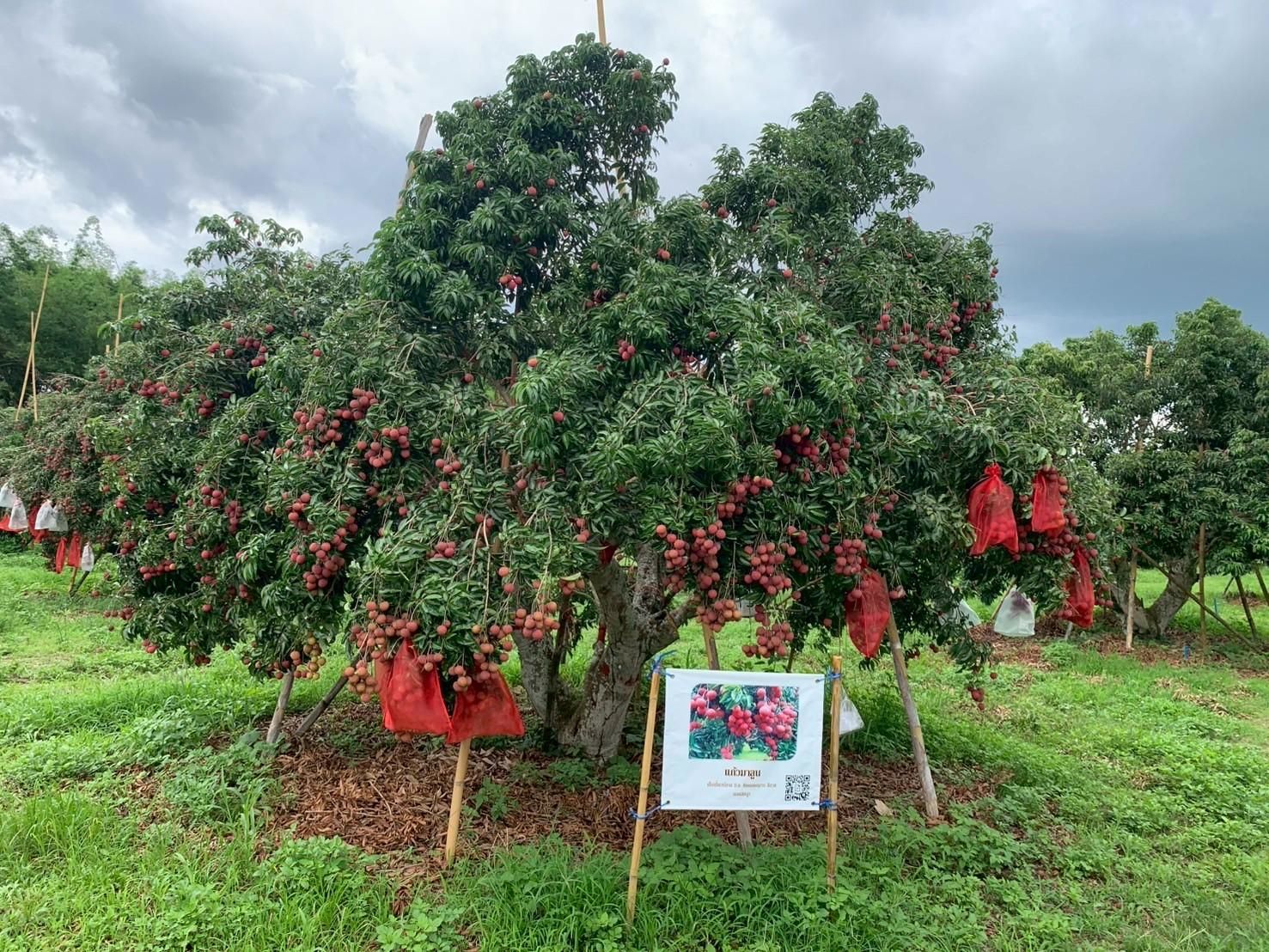 ลิ้นจี่ลูกผสมพันธุ์ดีเด่น จากงานวิจัยสู่การใช้ประโยชน์จริง มุ่งสร้างรายได้ให้เกษตรกรไทย 3 880712 1