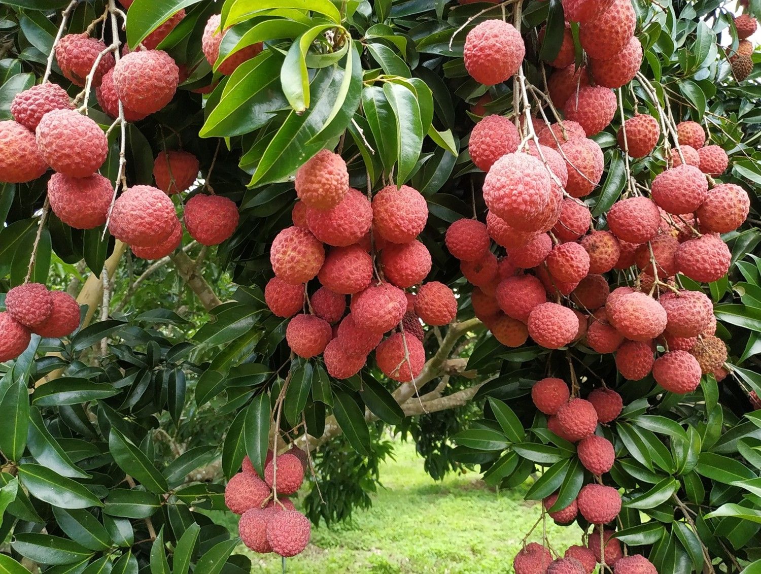 ลิ้นจี่ลูกผสมพันธุ์ดีเด่น จากงานวิจัยสู่การใช้ประโยชน์จริง มุ่งสร้างรายได้ให้เกษตรกรไทย 8 880713