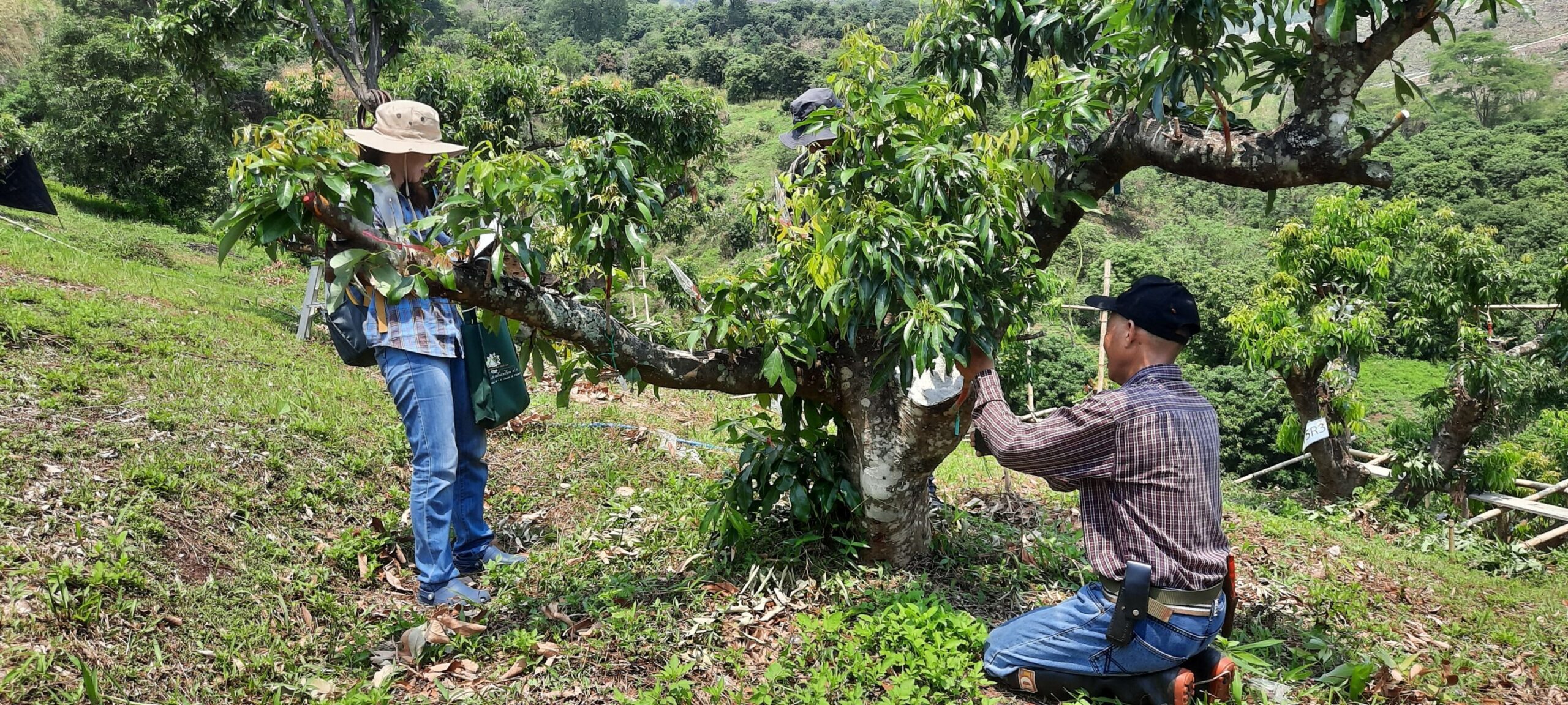 ลิ้นจี่ลูกผสมพันธุ์ดีเด่น จากงานวิจัยสู่การใช้ประโยชน์จริง มุ่งสร้างรายได้ให้เกษตรกรไทย 9 880714 scaled