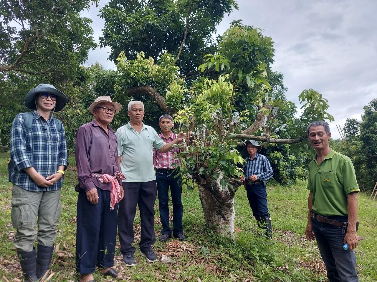 ลิ้นจี่ลูกผสมพันธุ์ดีเด่น จากงานวิจัยสู่การใช้ประโยชน์จริง มุ่งสร้างรายได้ให้เกษตรกรไทย 6 880716 1