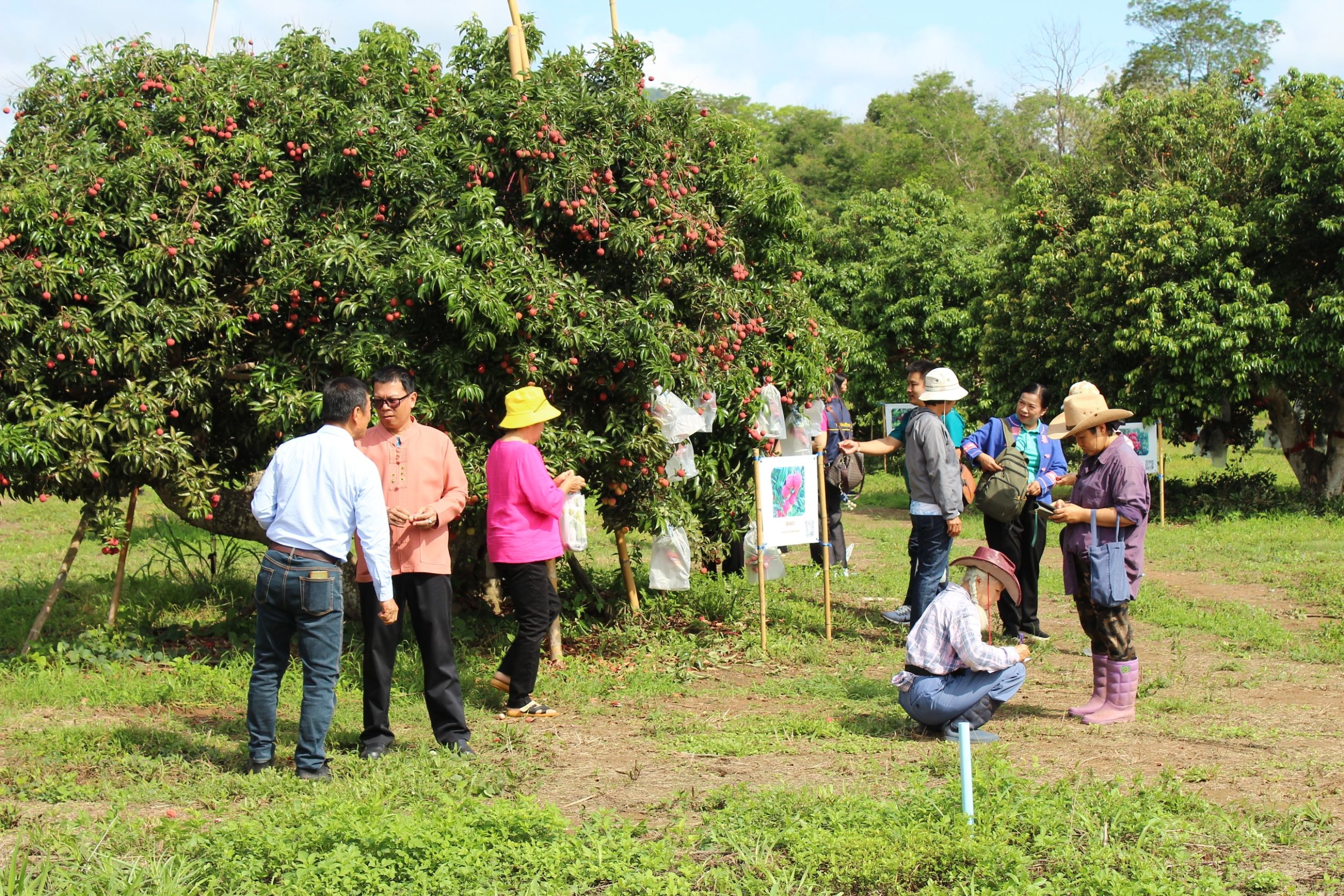ลิ้นจี่ลูกผสมพันธุ์ดีเด่น จากงานวิจัยสู่การใช้ประโยชน์จริง มุ่งสร้างรายได้ให้เกษตรกรไทย 12 880717