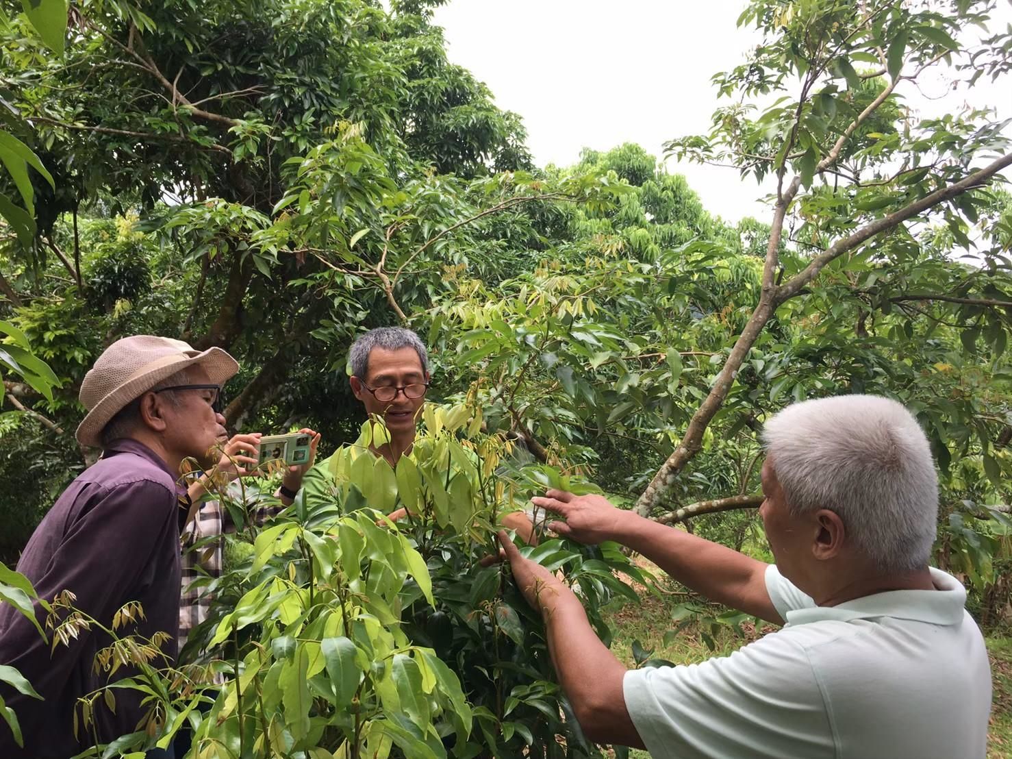ลิ้นจี่ลูกผสมพันธุ์ดีเด่น จากงานวิจัยสู่การใช้ประโยชน์จริง มุ่งสร้างรายได้ให้เกษตรกรไทย 13 880718