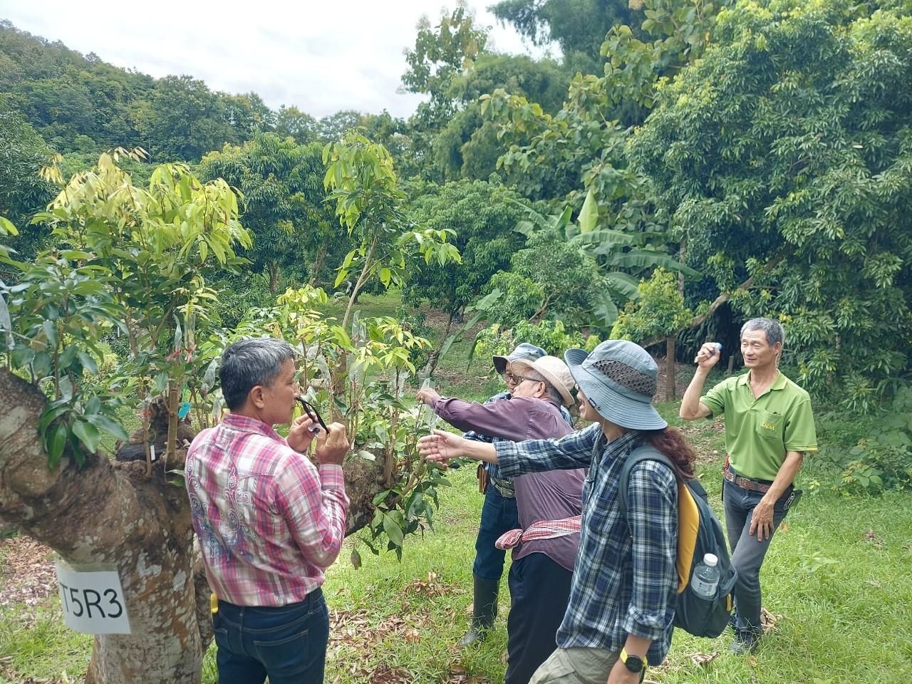 ลิ้นจี่ลูกผสมพันธุ์ดีเด่น จากงานวิจัยสู่การใช้ประโยชน์จริง มุ่งสร้างรายได้ให้เกษตรกรไทย 14 880719