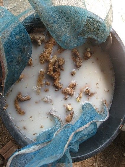 สู้ โรคเหี่ยวในพืชผัก ด้วยชีวภัณฑ์แบคทีเรียดีๆ จากกรมวิชาการเกษตร 4 882364