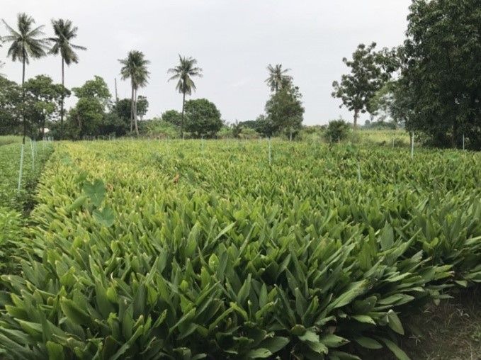 สู้ โรคเหี่ยวในพืชผัก ด้วยชีวภัณฑ์แบคทีเรียดีๆ จากกรมวิชาการเกษตร 6 882366