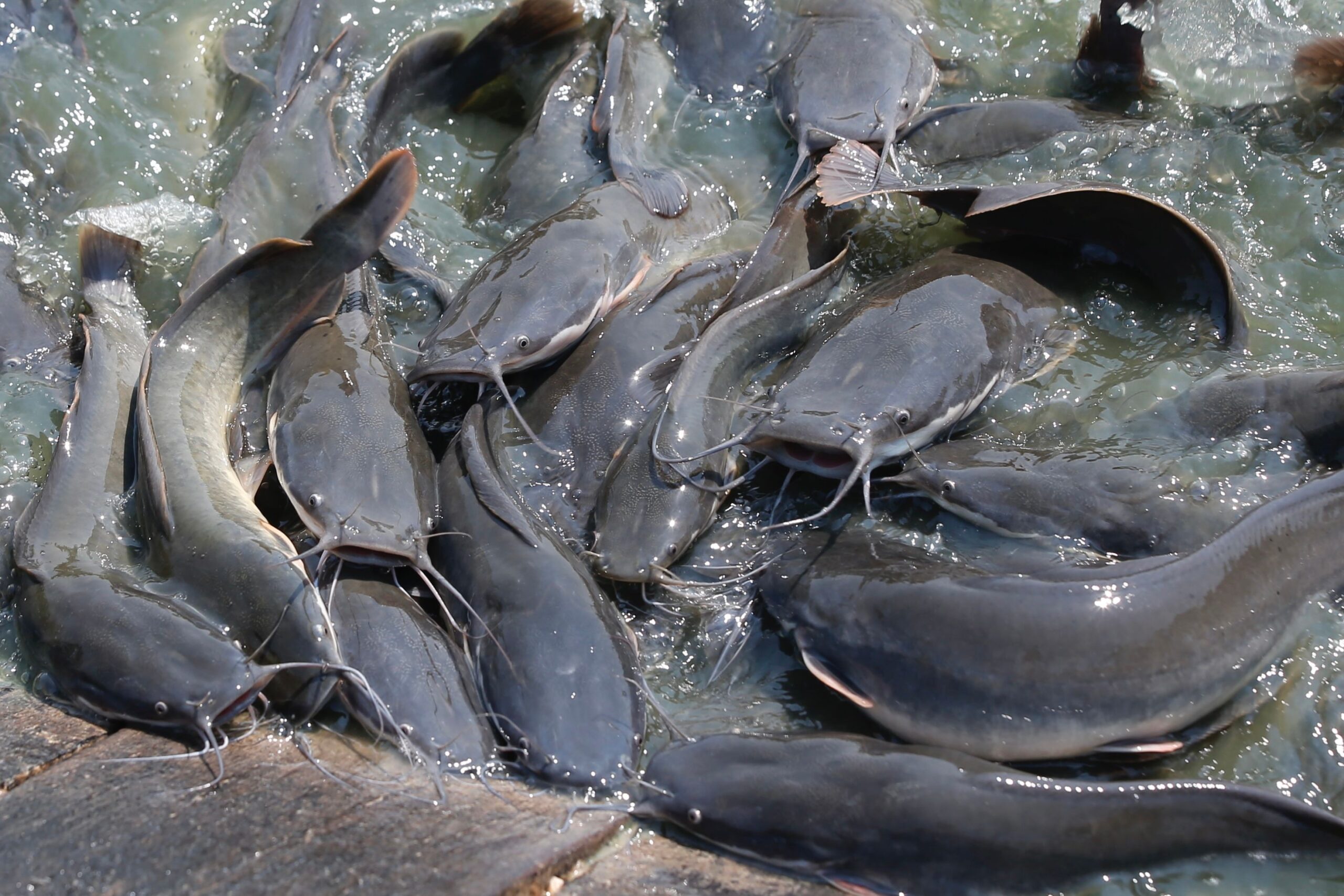 Hs1a2hCO4ak7O4R5IUZ2mbXzdlHcNQhTGza0hI9HEcKWY3we9vA1 scaled