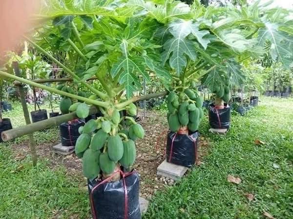มะละกอตอนกิ่ง ให้ผลผลิตเร็ว ต้นเตี้ย ไม่กลัวลม 2 S 13869069