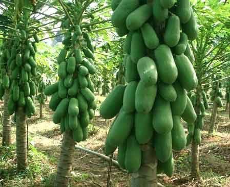 มะละกอตอนกิ่ง ให้ผลผลิตเร็ว ต้นเตี้ย ไม่กลัวลม 4 S 13869071