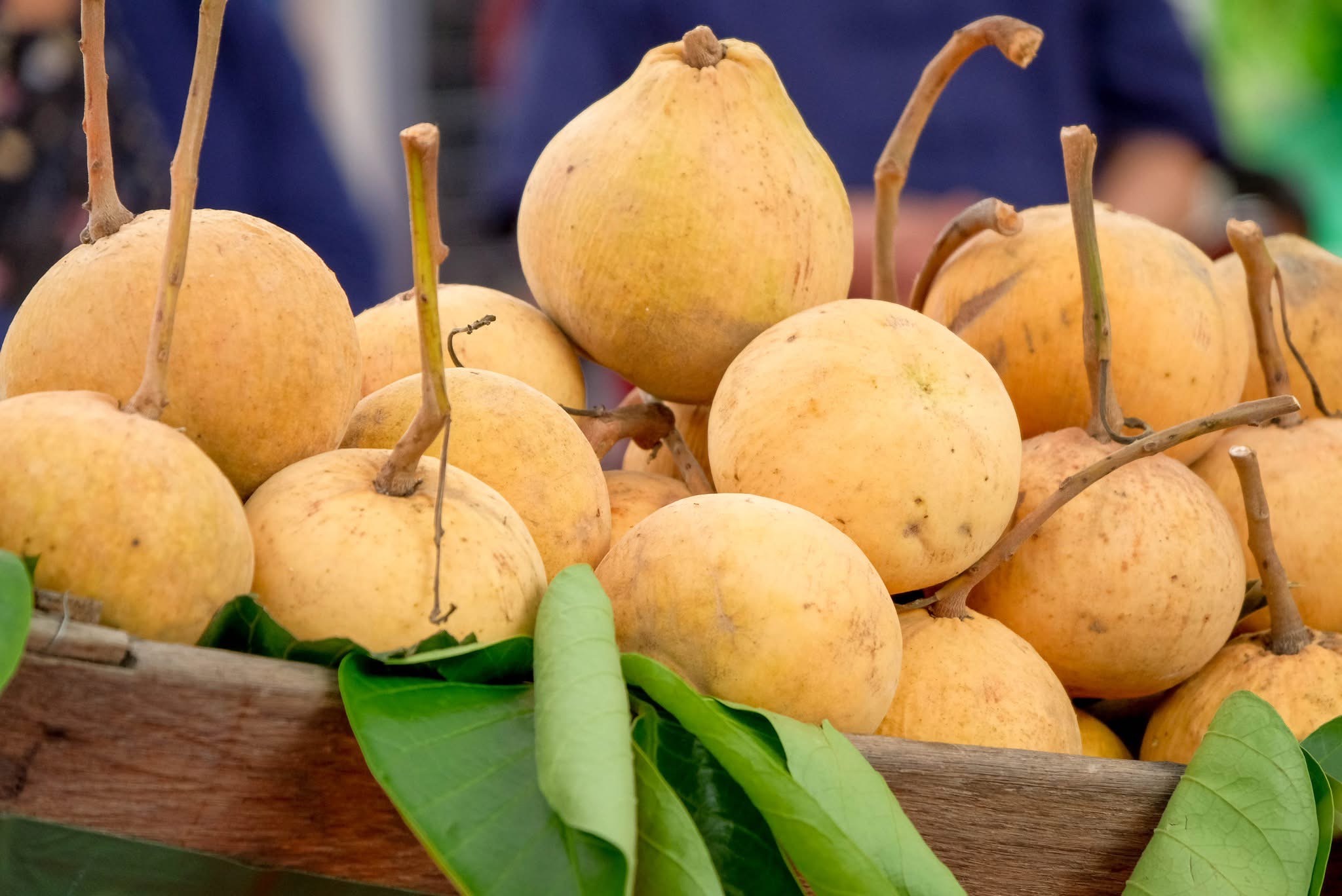 หวานสะดุ้ง S 14164002