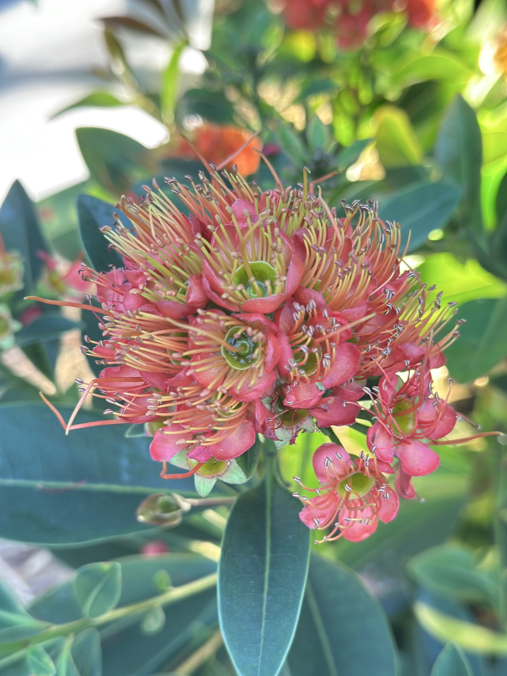 ปลูก “รักแรกพบ” จะได้ “พบรัก” ดอกไม้ชื่อเพราะ ความหมายดี มีหลากหลายสีให้เลือก 2 S 14270467