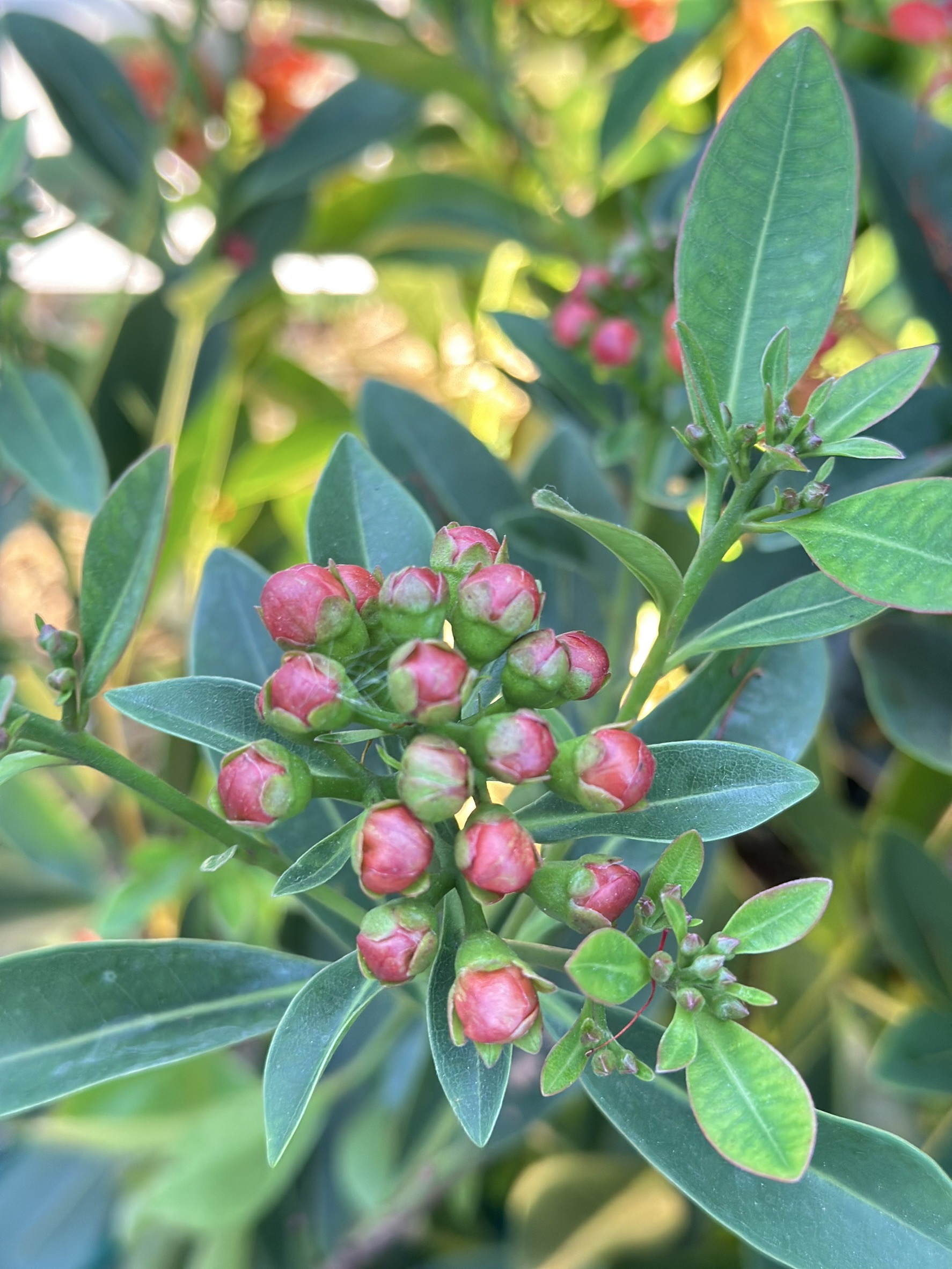 ปลูก “รักแรกพบ” จะได้ “พบรัก” ดอกไม้ชื่อเพราะ ความหมายดี มีหลากหลายสีให้เลือก 3 S 14270469