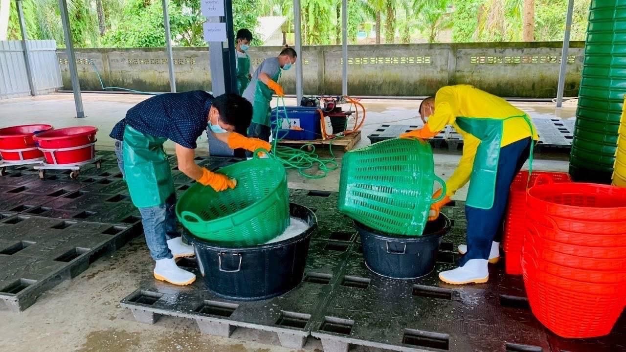 เกษตรร่วมกับจังหวัดชุมพร จัดBig Cleaning Day โรงคัดบรรจุทุเรียนยกระดับคุณภาพทุเรียนไทย สร้างความมั่นใจให้กับประเทศคู่ค้า “ทุเรียนไทย ทุเรียนคุณภาพดีที่สุดในโลก” 5 S 14270538