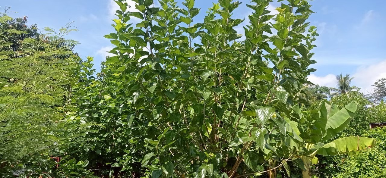 โครงการส่งเสริมและพัฒนาสินค้าเกษตรชีวภาพ หนุนเกษตรกรสร้างรายได้จากสมุนไพร-แมลงเศรษฐกิจ 6 S 273072136 0