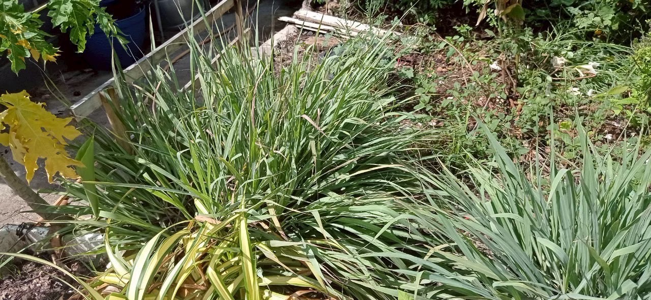 โครงการส่งเสริมและพัฒนาสินค้าเกษตรชีวภาพ หนุนเกษตรกรสร้างรายได้จากสมุนไพร-แมลงเศรษฐกิจ 7 S 273072137 0