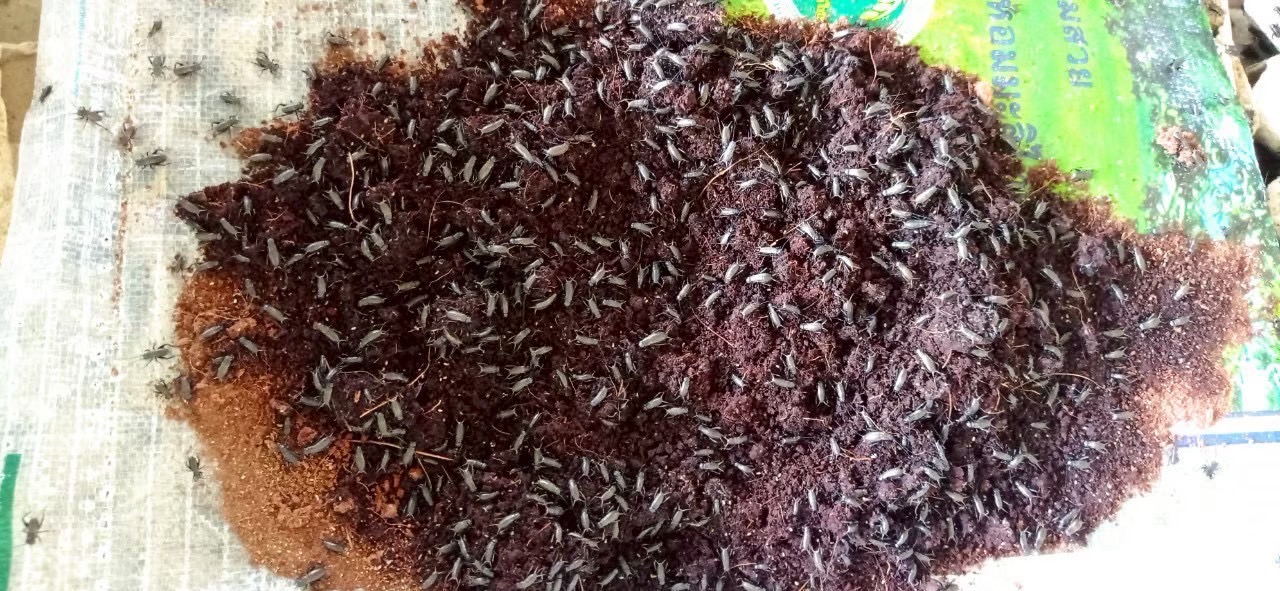 โครงการส่งเสริมและพัฒนาสินค้าเกษตรชีวภาพ หนุนเกษตรกรสร้างรายได้จากสมุนไพร-แมลงเศรษฐกิจ 11 S 273072142 0