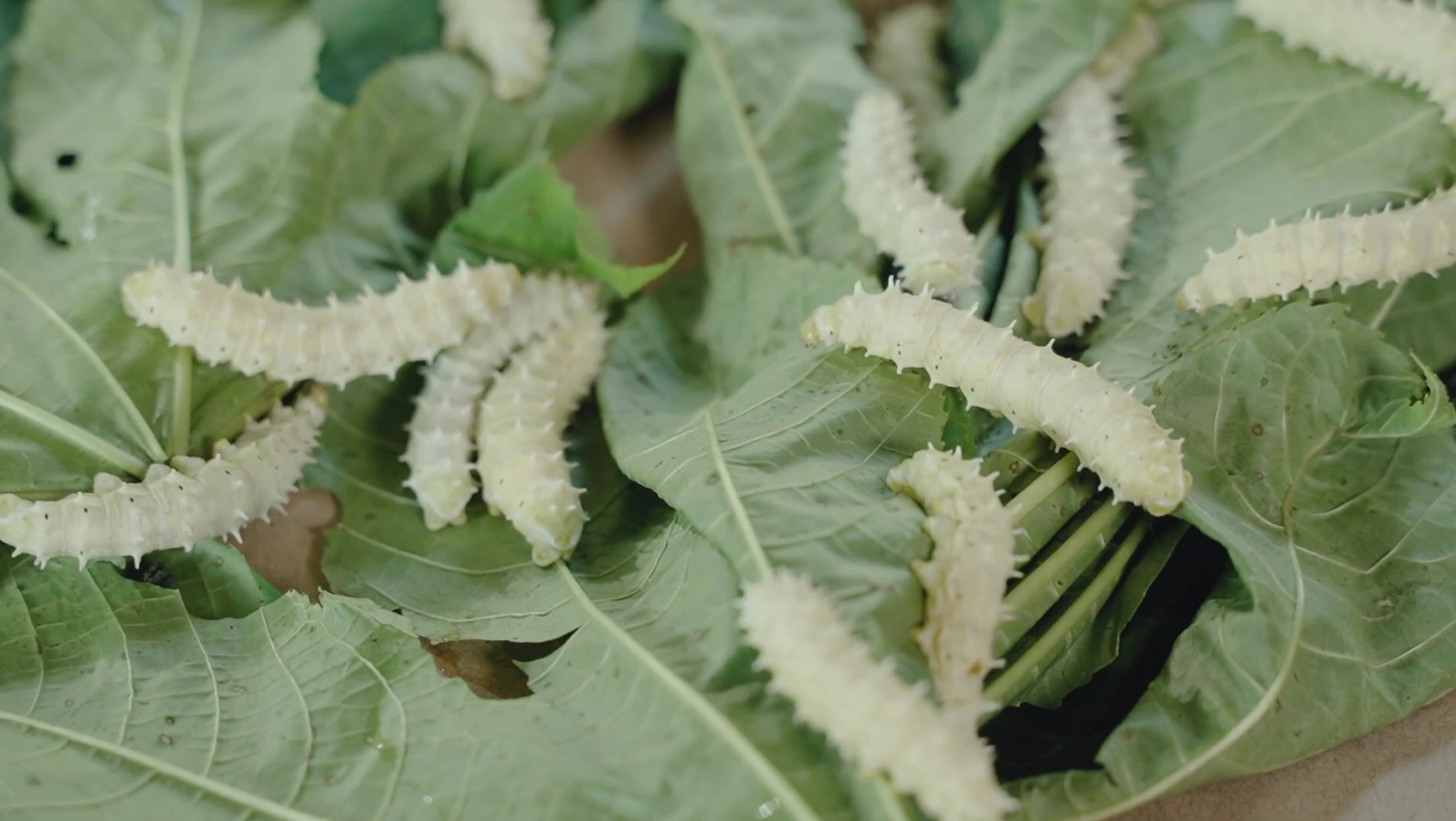 กรมหม่อนไหม ส่งเสริมเลี้ยง “ไหมอีรี”ดันสู่อาชีพเสริมที่มั่นคง สร้างอัตลักษณ์ชุมชน 3 S 3915884
