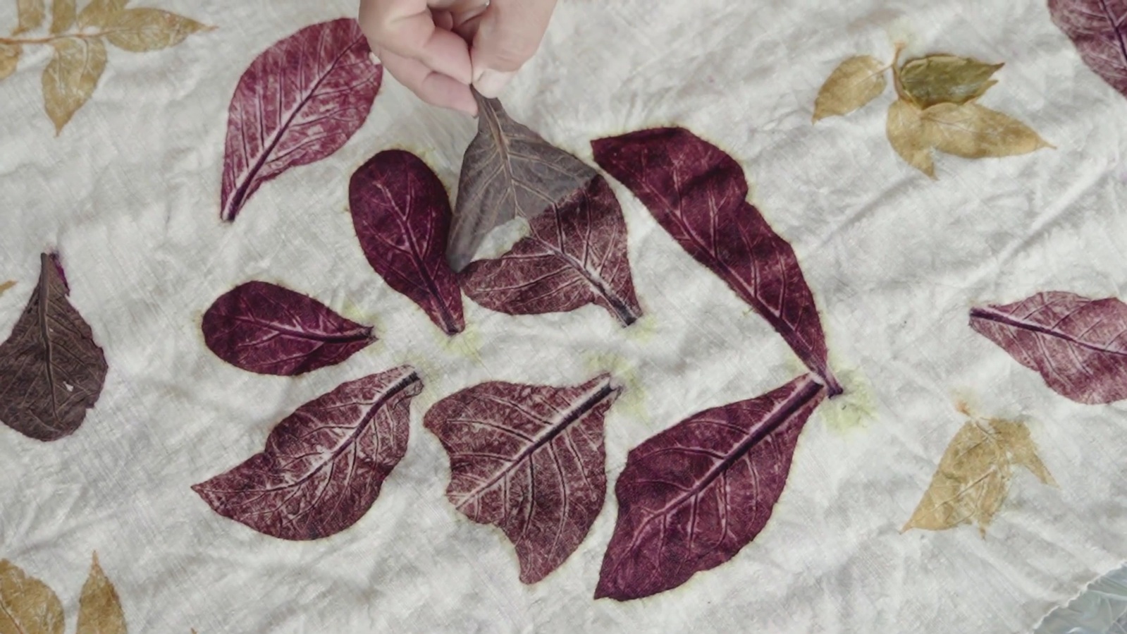 กรมหม่อนไหม ส่งเสริมเลี้ยง “ไหมอีรี”ดันสู่อาชีพเสริมที่มั่นคง สร้างอัตลักษณ์ชุมชน 6 S 3915891