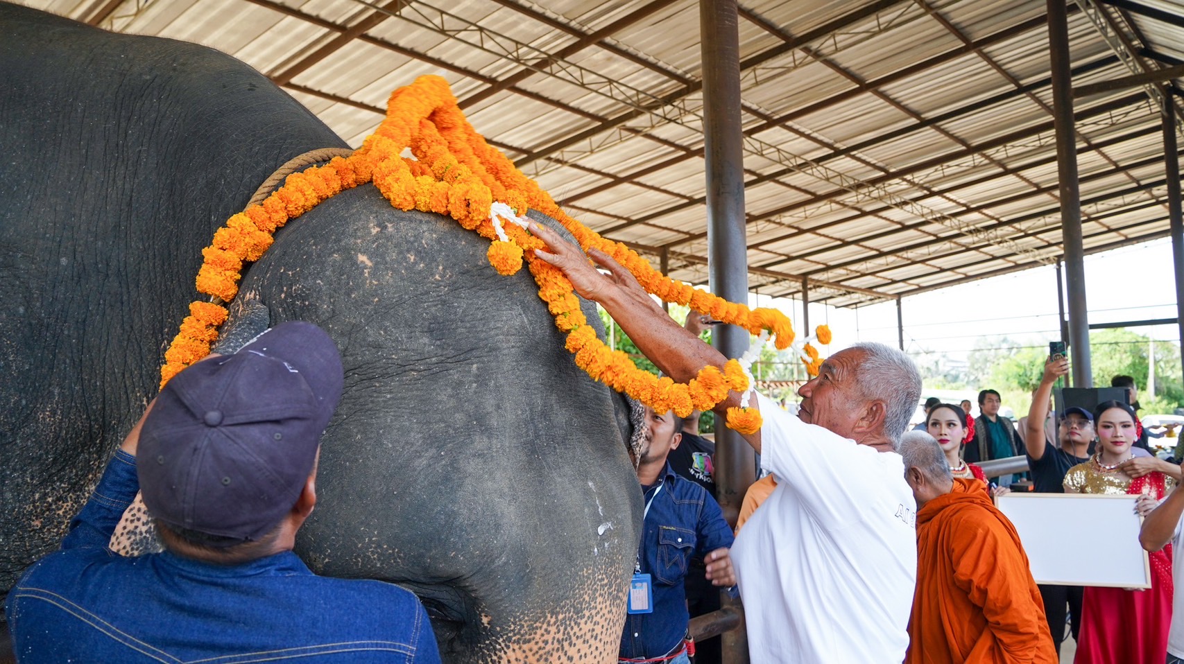 พังน้องพรแม่ช้างพันธุ์แชมป์ ผลิตลูกคุณภาพ 6 เชือกรวด สุดยอดแม่พันธุ์แห่งปางช้างสวนนงนุชพัทยา 5 S 5194885