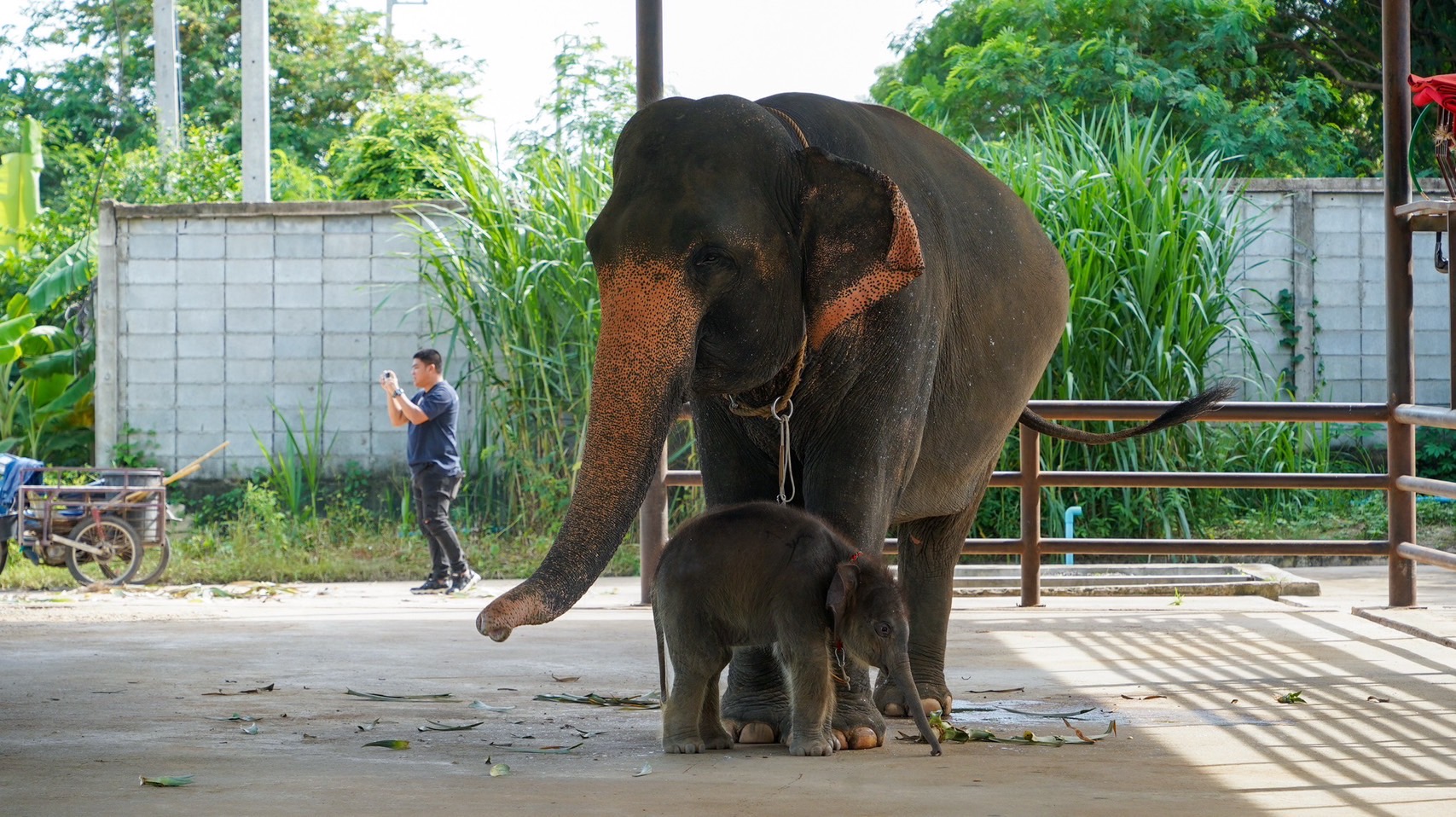 พังน้องพรแม่ช้างพันธุ์แชมป์ ผลิตลูกคุณภาพ 6 เชือกรวด สุดยอดแม่พันธุ์แห่งปางช้างสวนนงนุชพัทยา 10 S 5194889