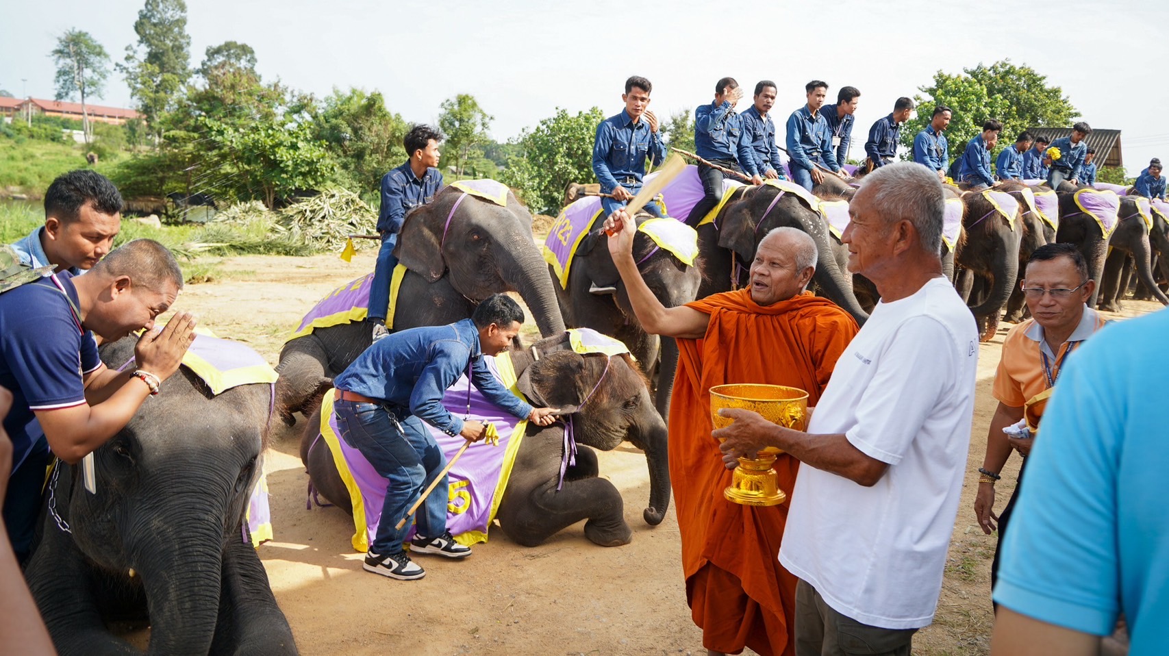 พังน้องพรแม่ช้างพันธุ์แชมป์ ผลิตลูกคุณภาพ 6 เชือกรวด สุดยอดแม่พันธุ์แห่งปางช้างสวนนงนุชพัทยา 6 S 5194924