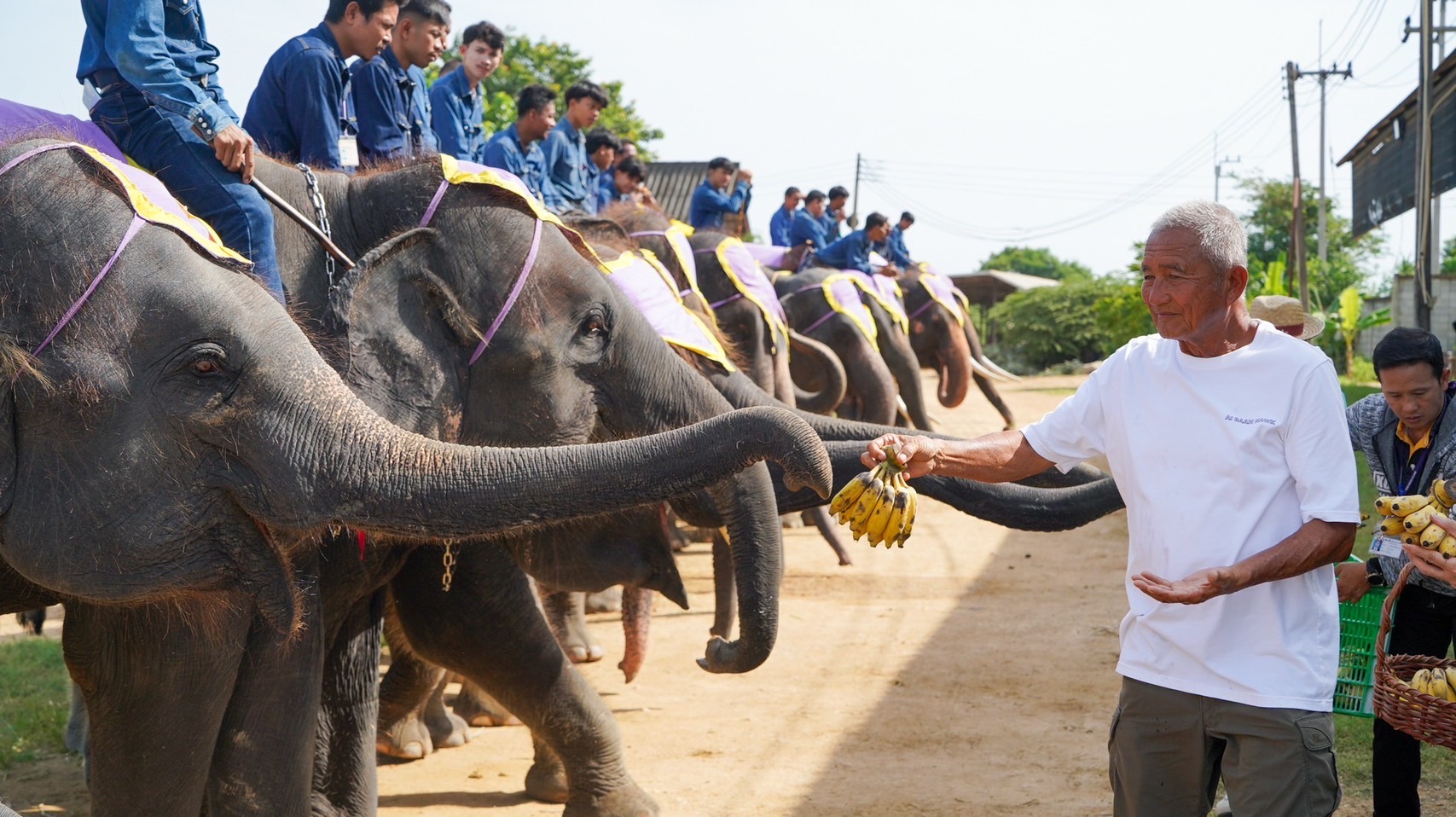 พังน้องพรแม่ช้างพันธุ์แชมป์ ผลิตลูกคุณภาพ 6 เชือกรวด สุดยอดแม่พันธุ์แห่งปางช้างสวนนงนุชพัทยา 8 S 5194938