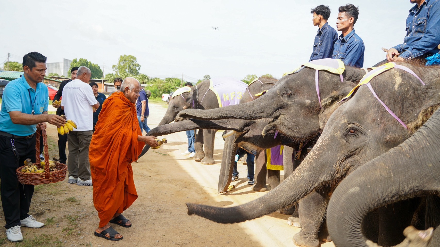 พังน้องพรแม่ช้างพันธุ์แชมป์ ผลิตลูกคุณภาพ 6 เชือกรวด สุดยอดแม่พันธุ์แห่งปางช้างสวนนงนุชพัทยา 7 S 5194952